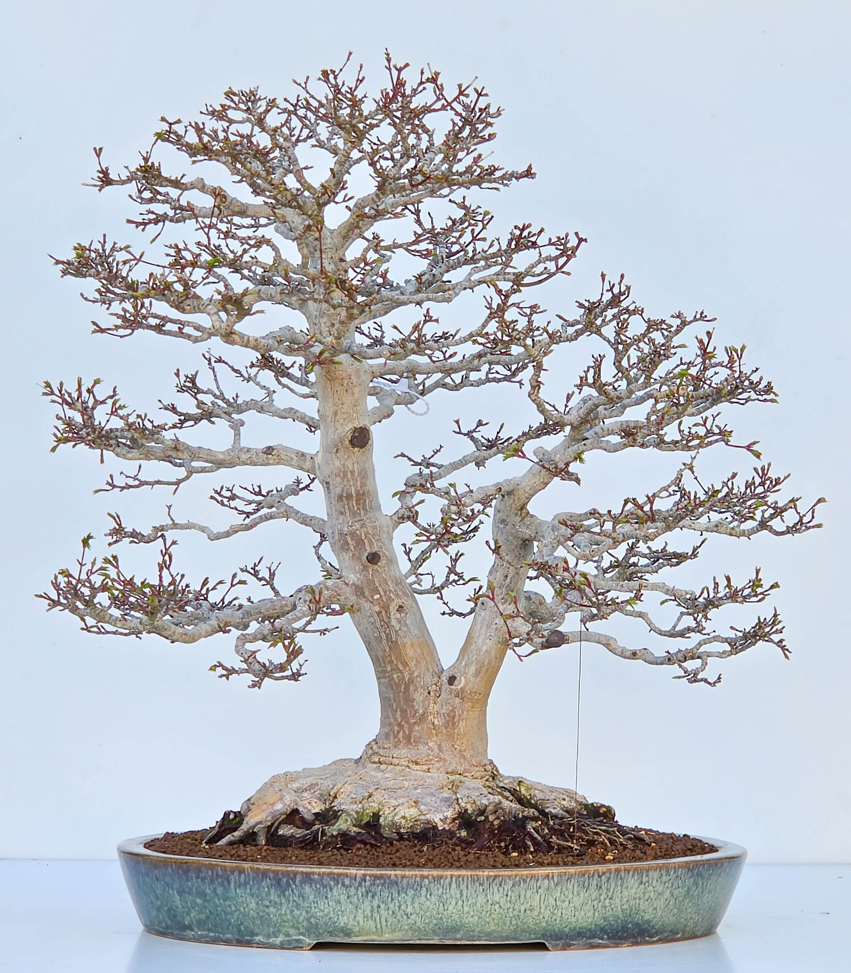 Bonsai Premium Löwenkopfahorn- Acer palmatum Shishigashira 61cm Video!!