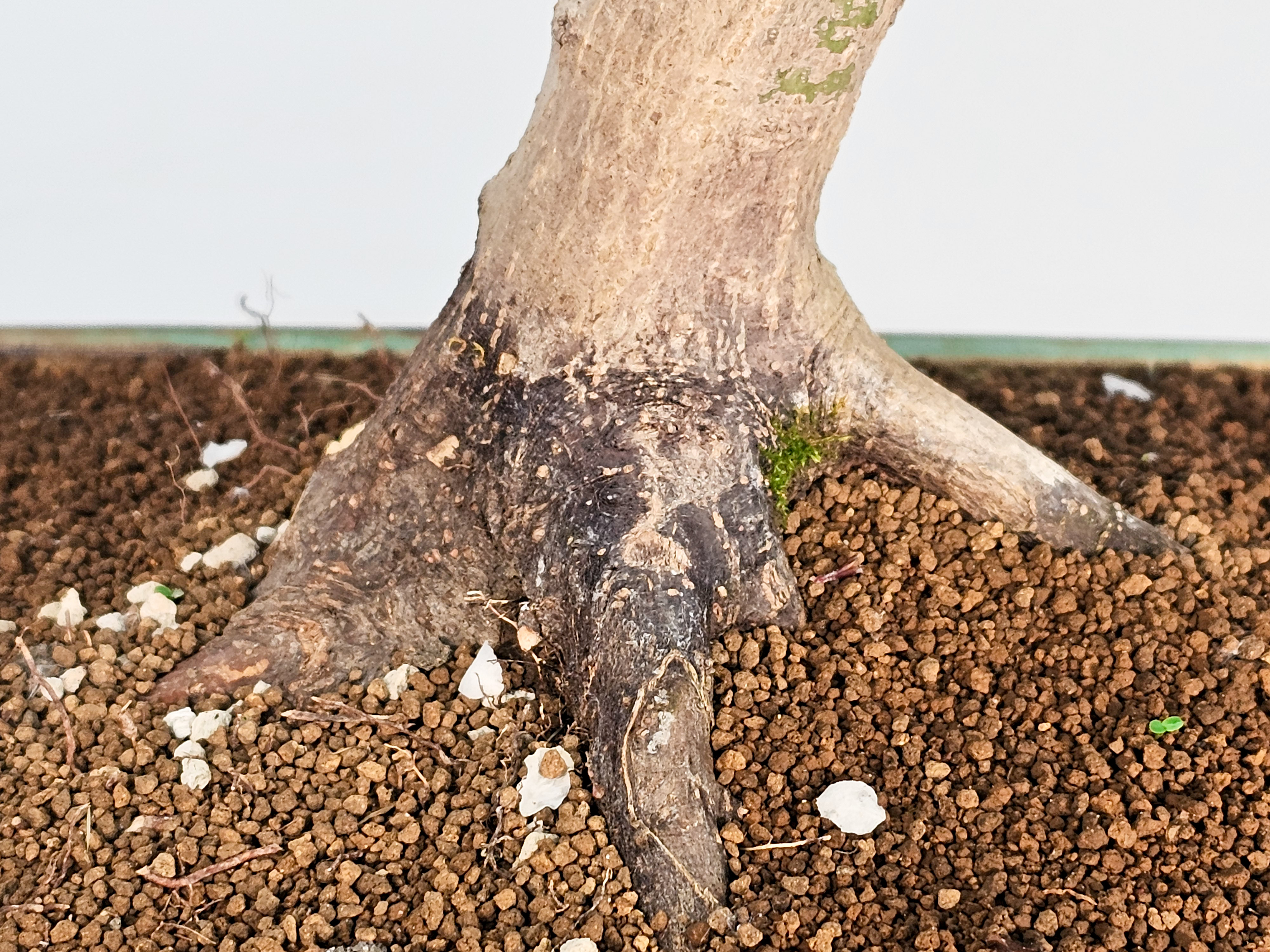 Bonsai Japanischer Ahorn - Acer japonicum 50cm 