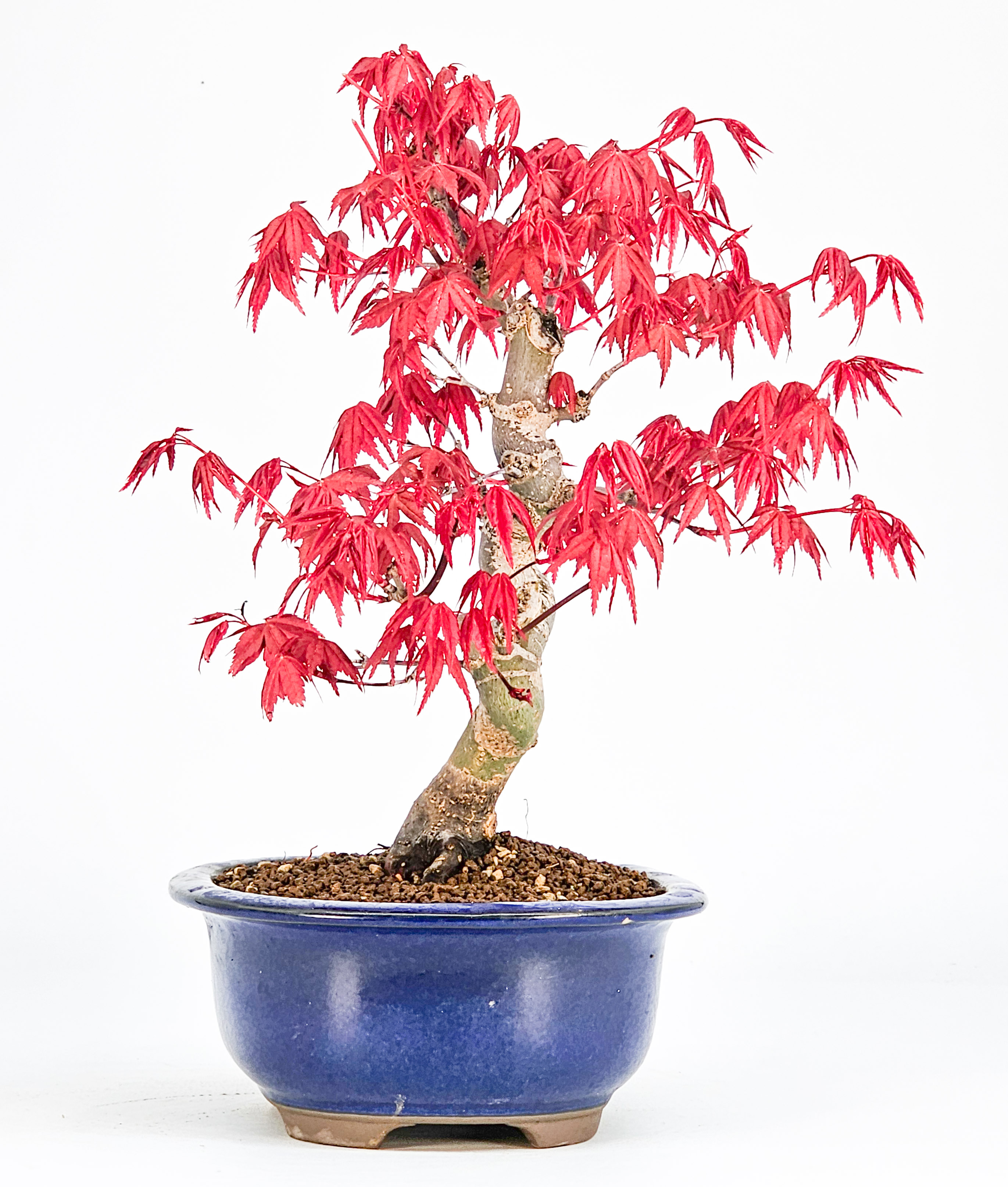 Bonsai Fächerahorn Acer palmatum Deshojo Shohin 20cm  