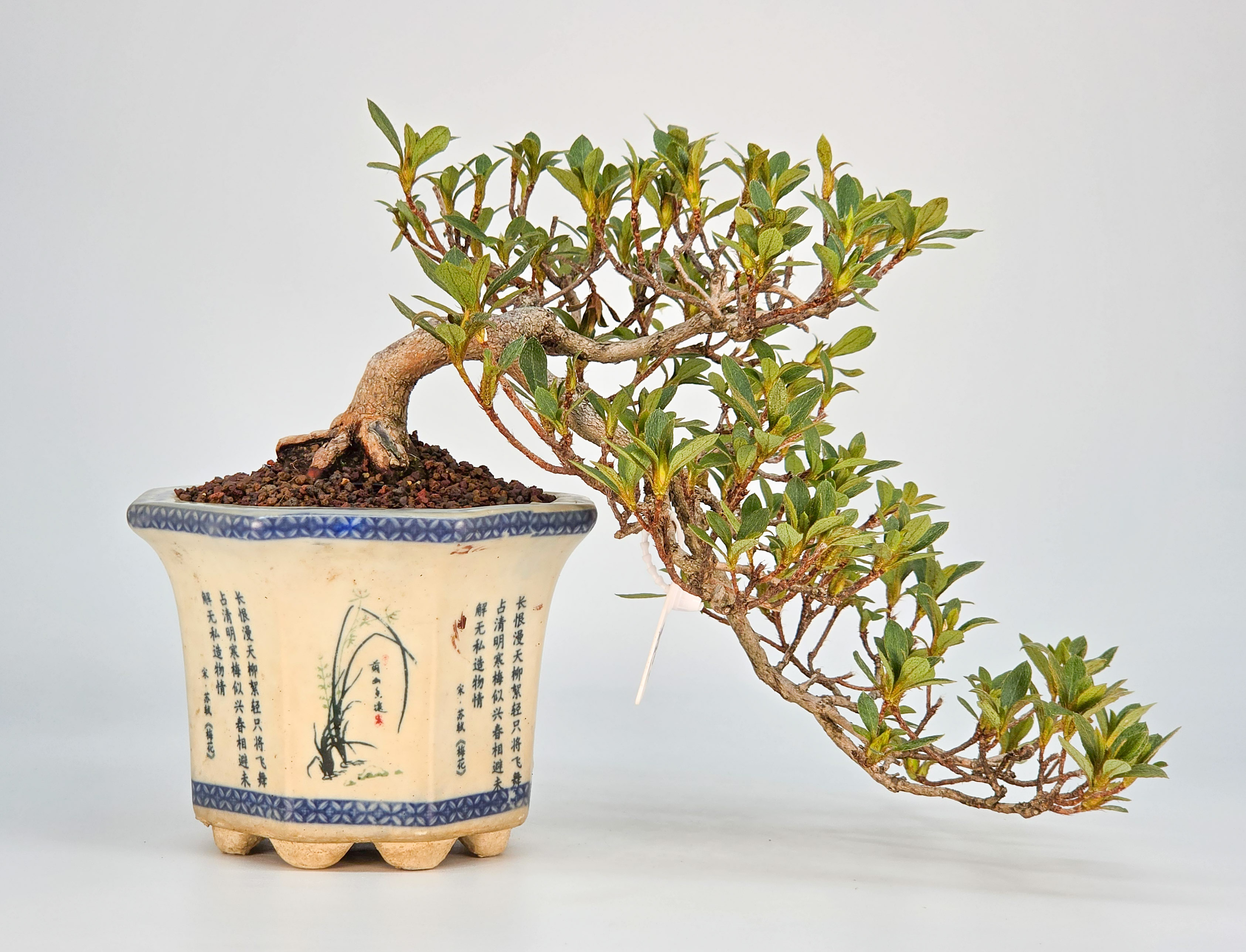 Bonsai Azalee - Rhododendron indicum Shohin 11cm