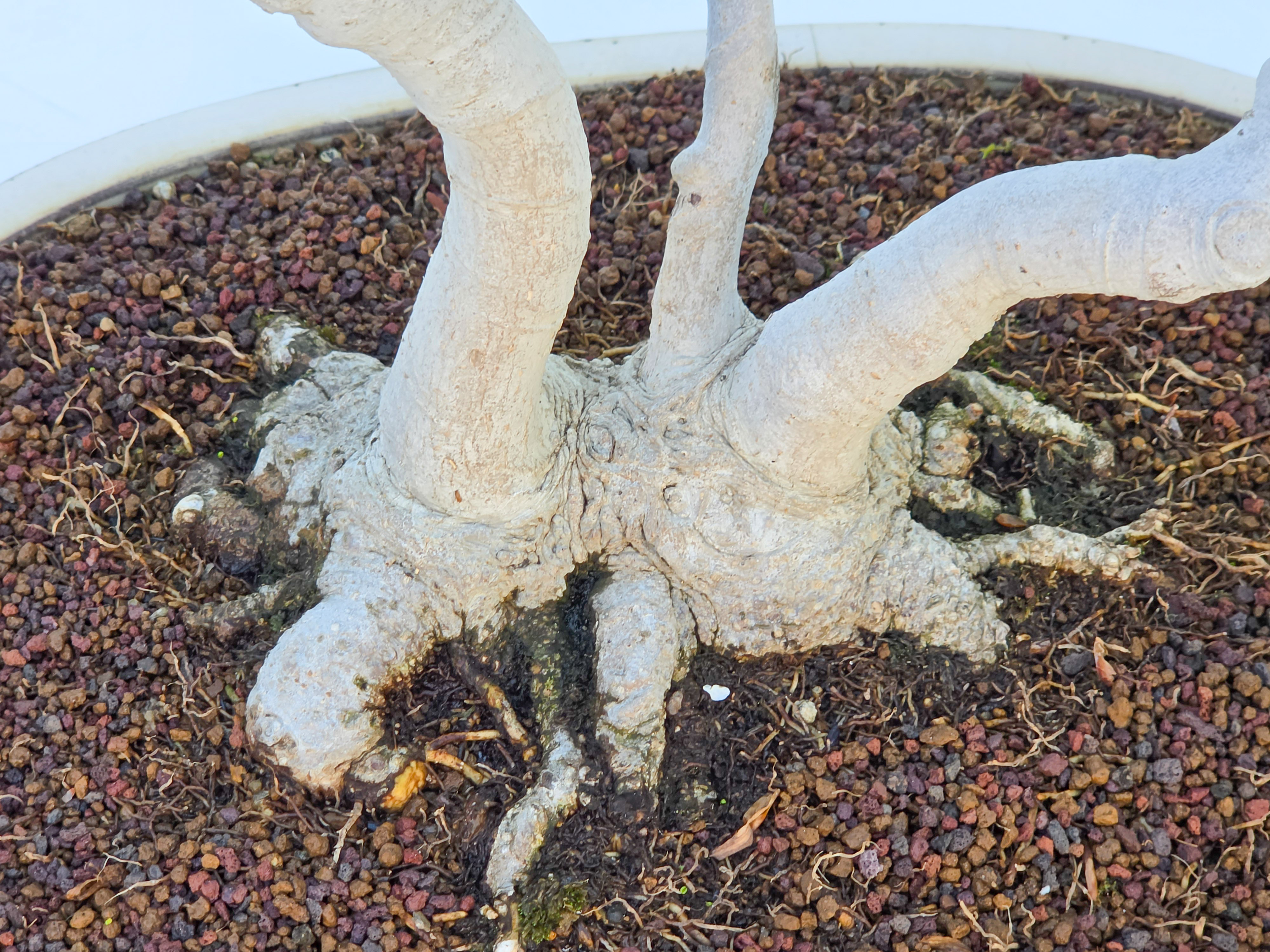 Bonsai Premium Magnolia kobus saucer - Magnolie 55cm