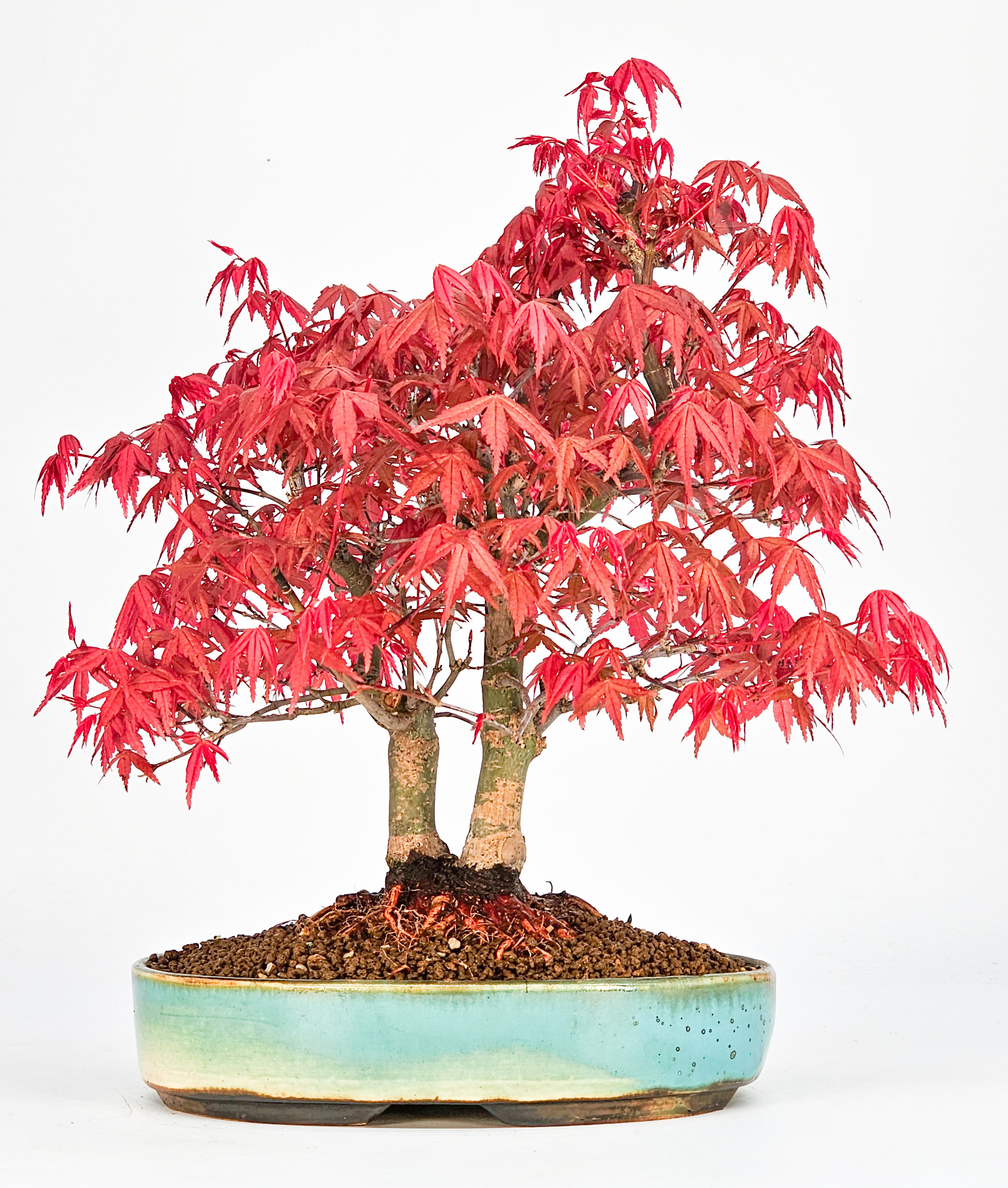 Bonsai Fächerahorn Acer palmatum Deshojo 23cm