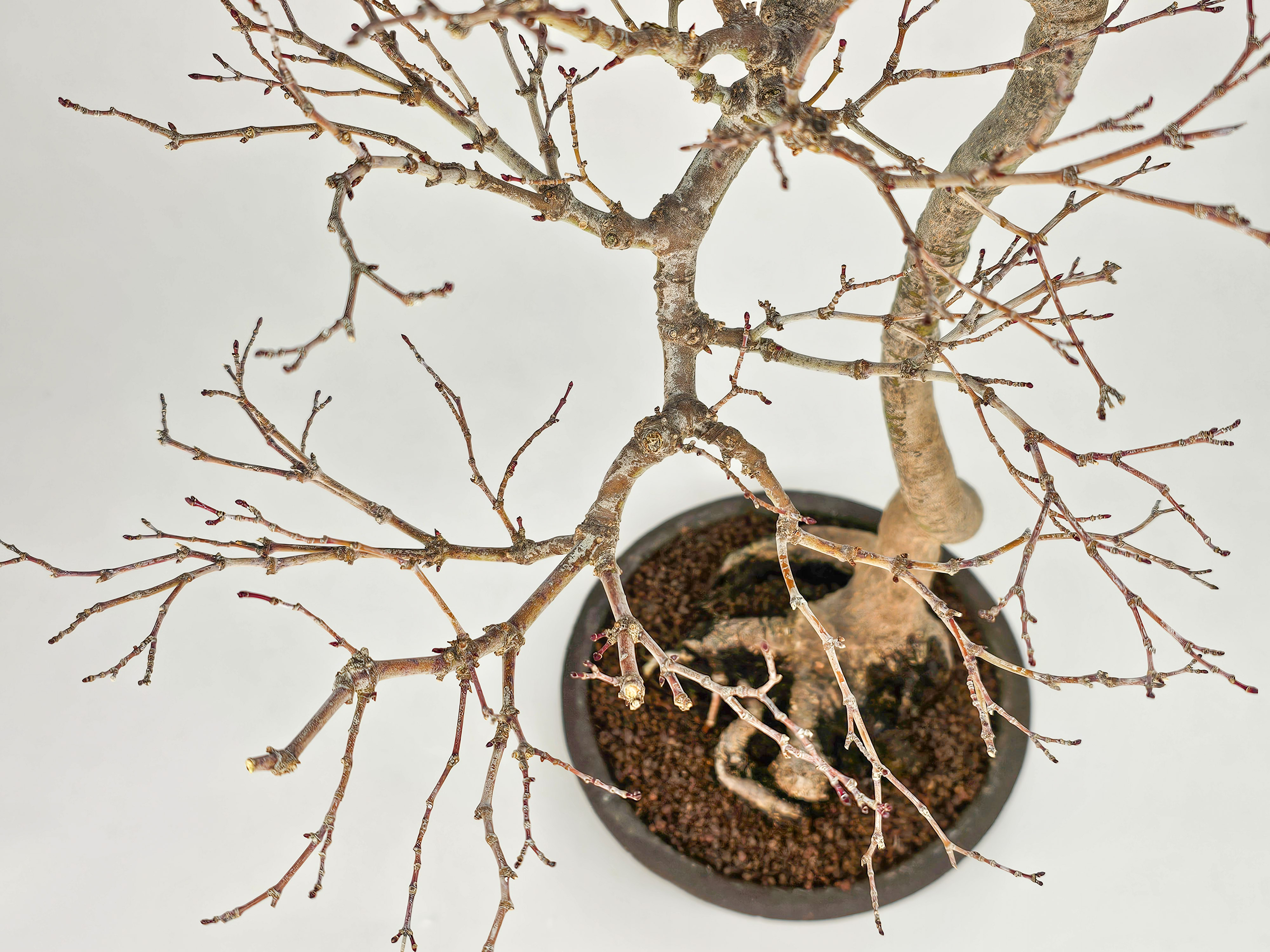 Bonsai Fächerahorn - Acer palmatum dissectum shidare 39cm