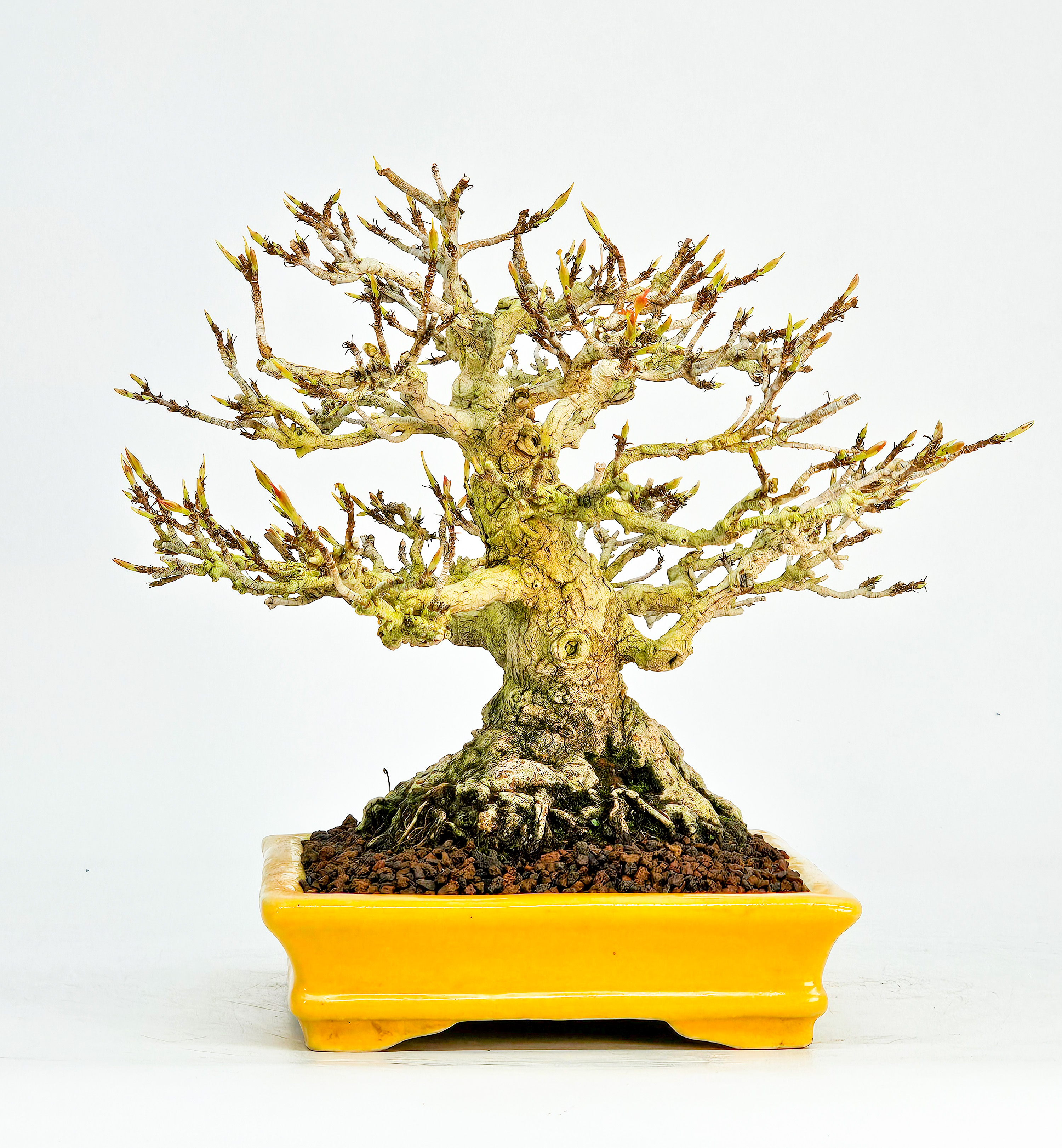 Bonsai Dreispitzahorn  - Acer buergerianum Shohin 16cm   