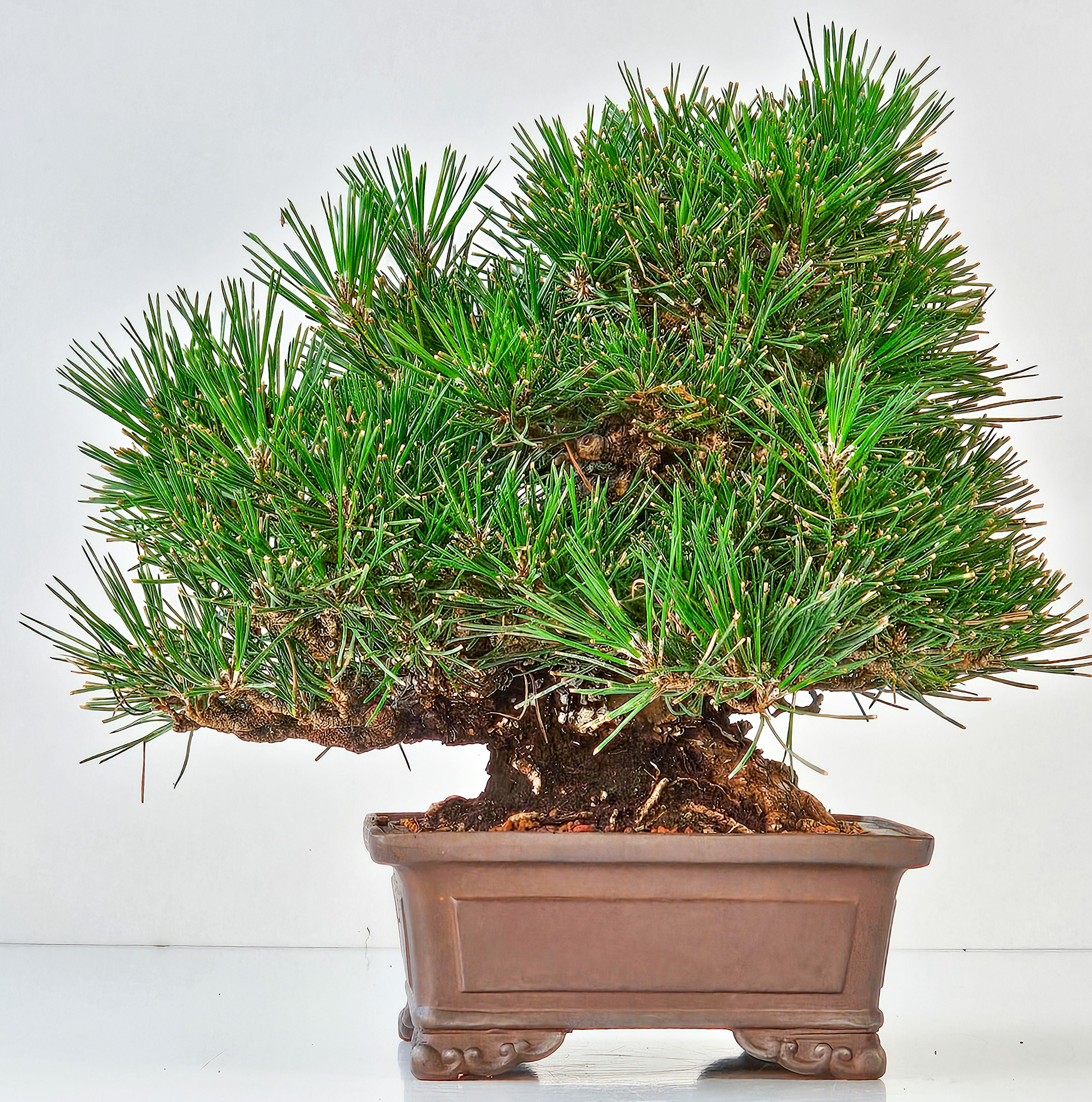 Bonsai Schwarzkiefer - Pinus thunbergii  22,5 cm Video!!