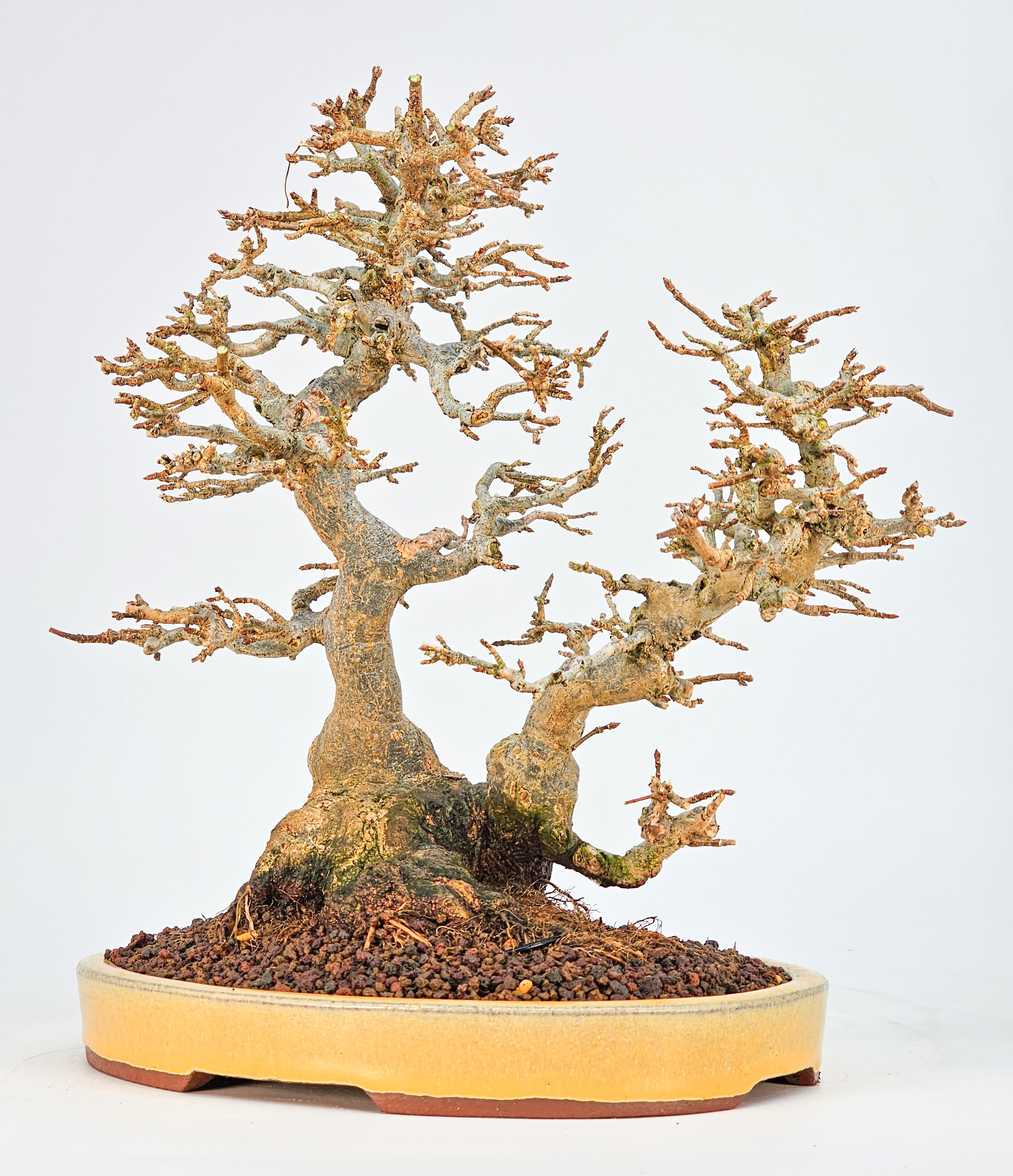 Bonsai Dreispitzahorn - Acer buergerianum 23cm Video!!
