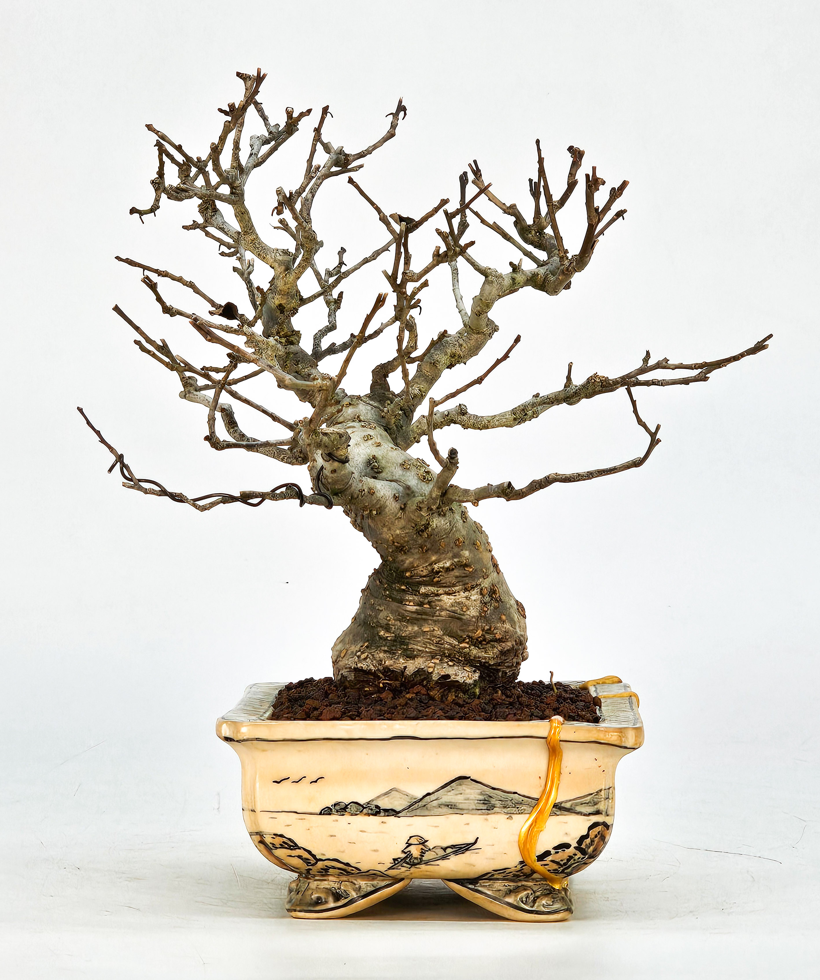 Bonsai Jap. Winterbeere - Ilex serrata Shohin 18cm 
