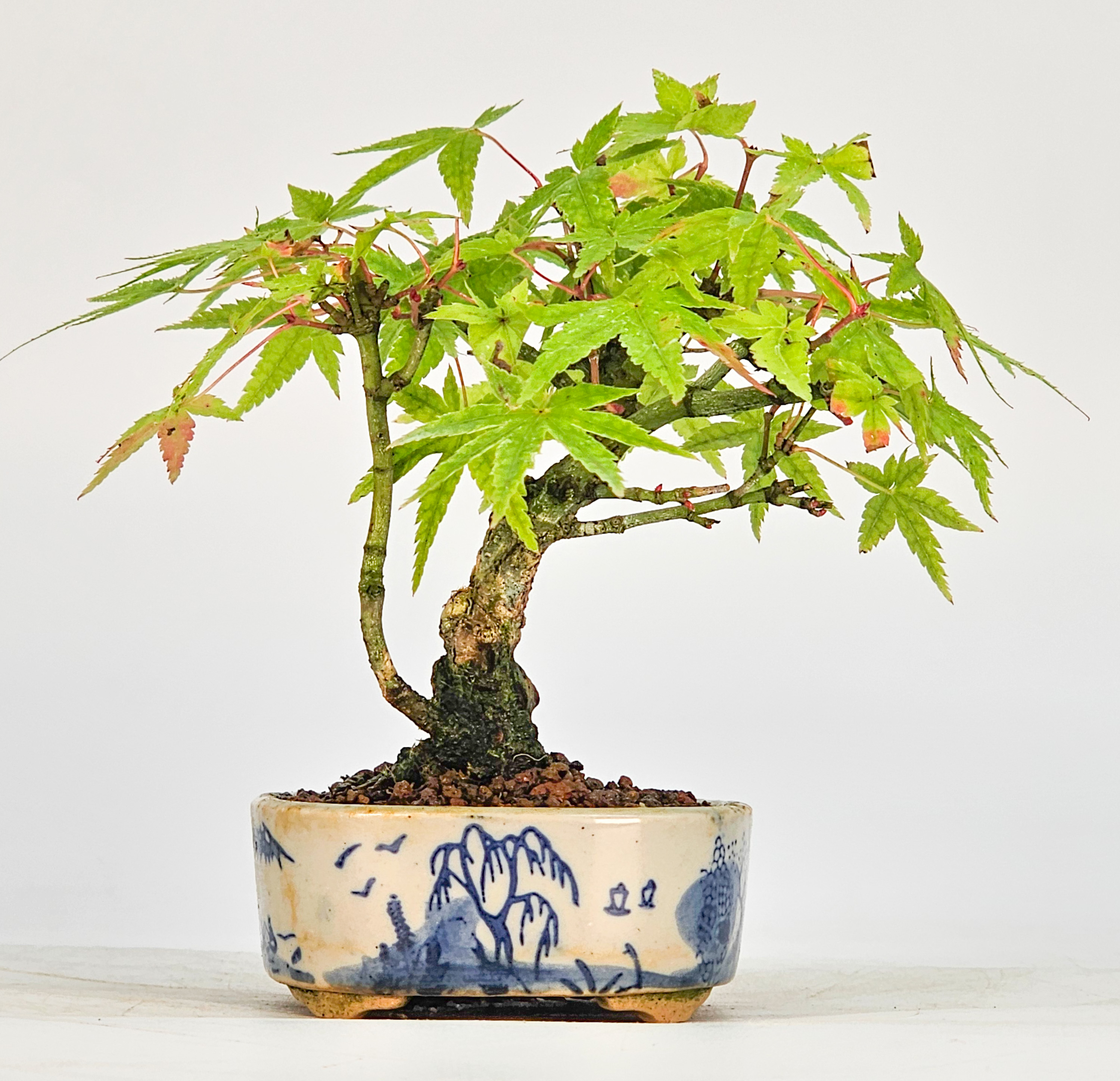 Bonsai Fächerahorn - Acer palmatum Mame 9cm