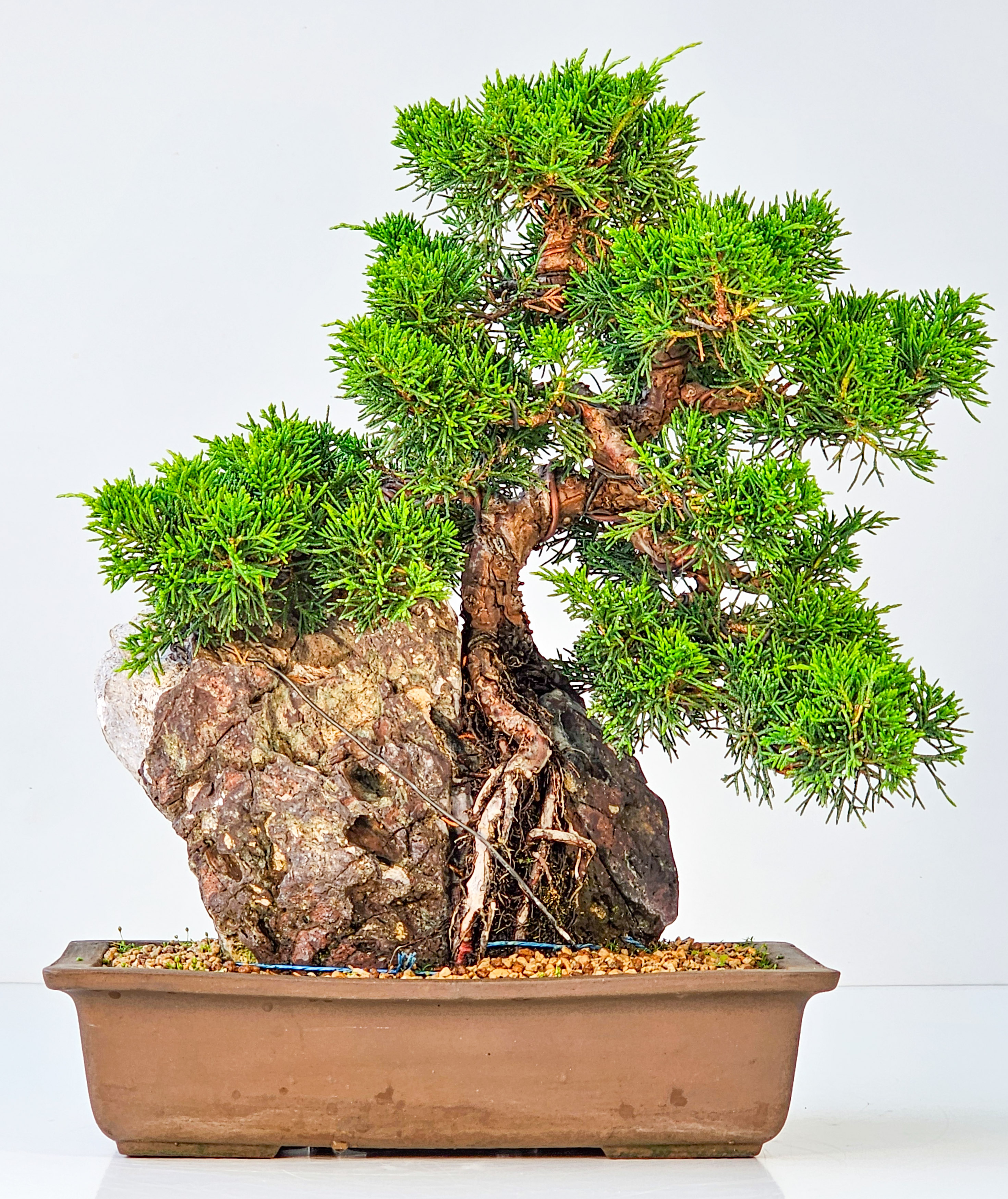 Bonsai Wacholder Juniperus chinensis shimpaku 30,5 cm