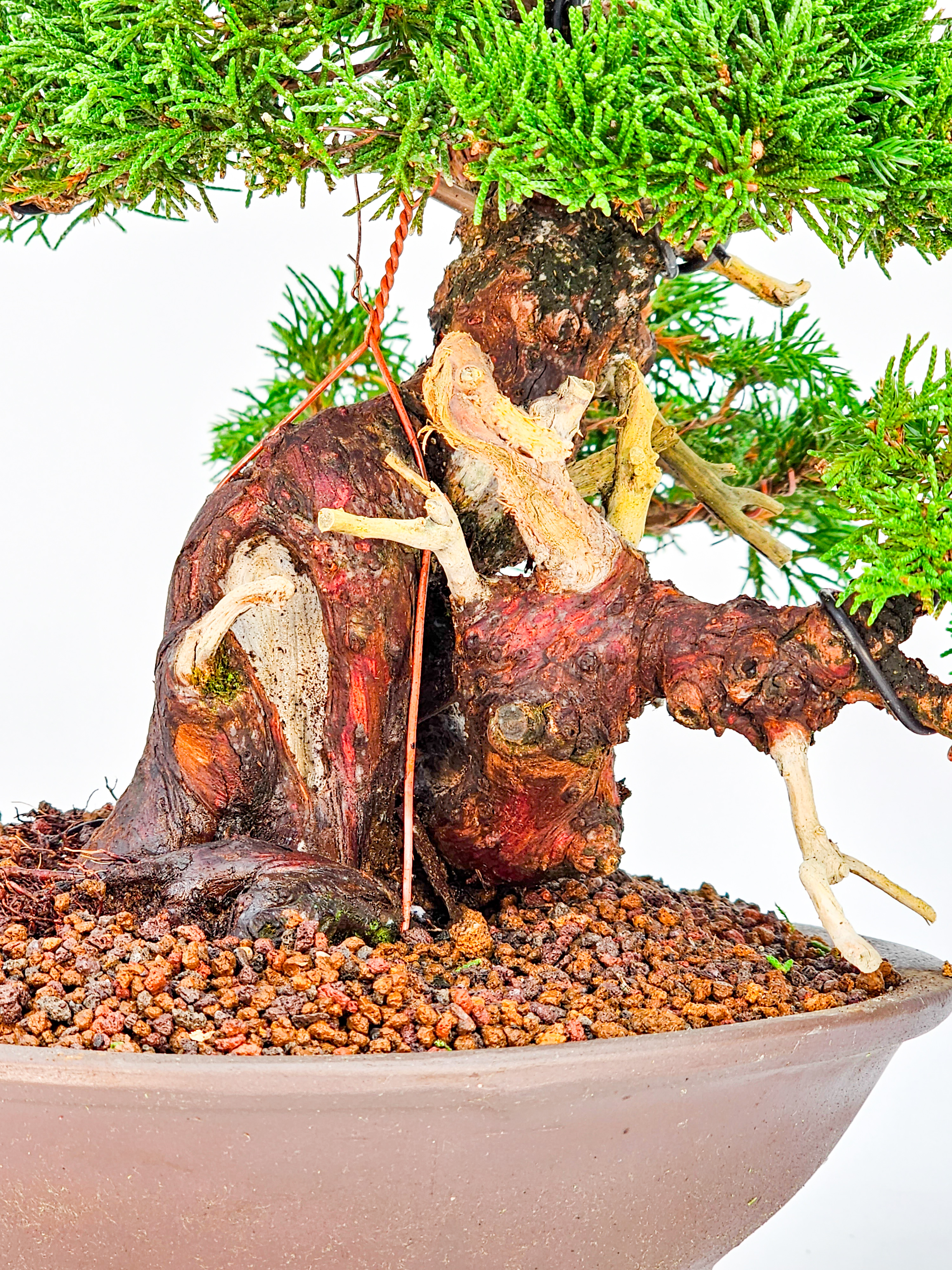 Bonsai Wacholder - Juniperus chinensis 23cm   