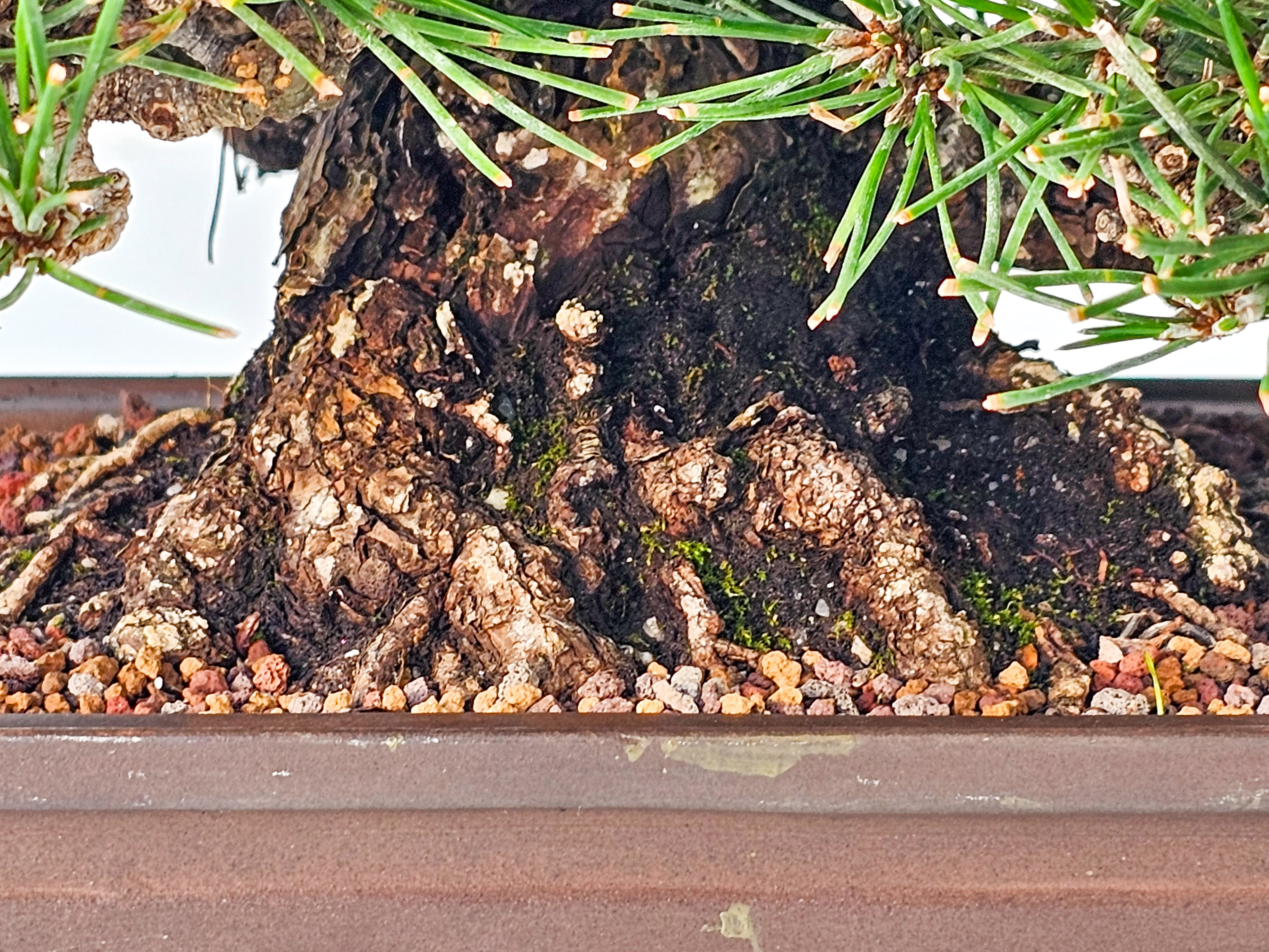 Bonsai Schwarzkiefer - Pinus thunbergii  22,5 cm Video!!