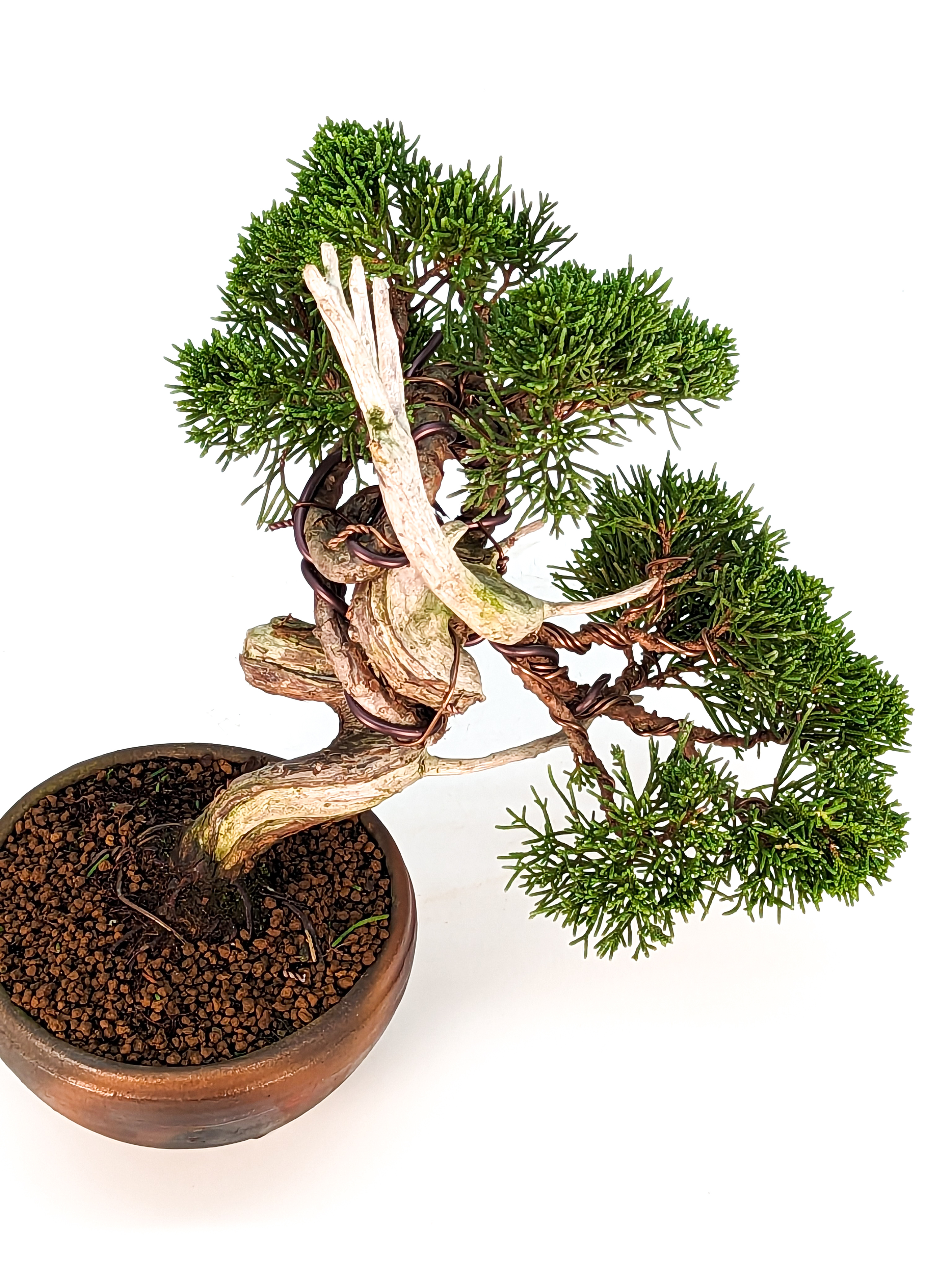 Bonsai Wacholder Juniperus Itoigawa Shohin 15cm