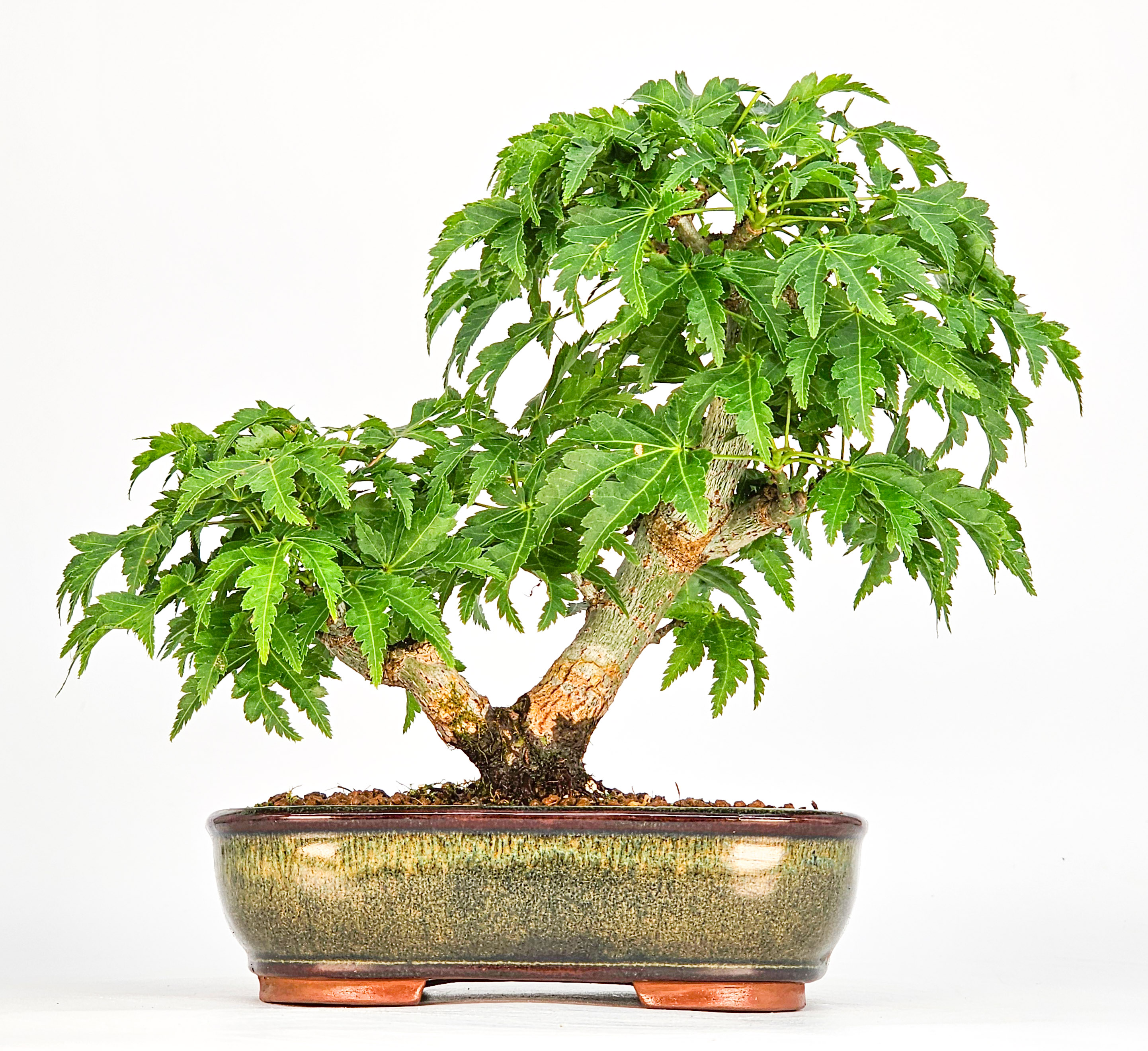 Bonsai Löwenkopfahorn- Acer palmatum Shishigashira Shohin 14cm