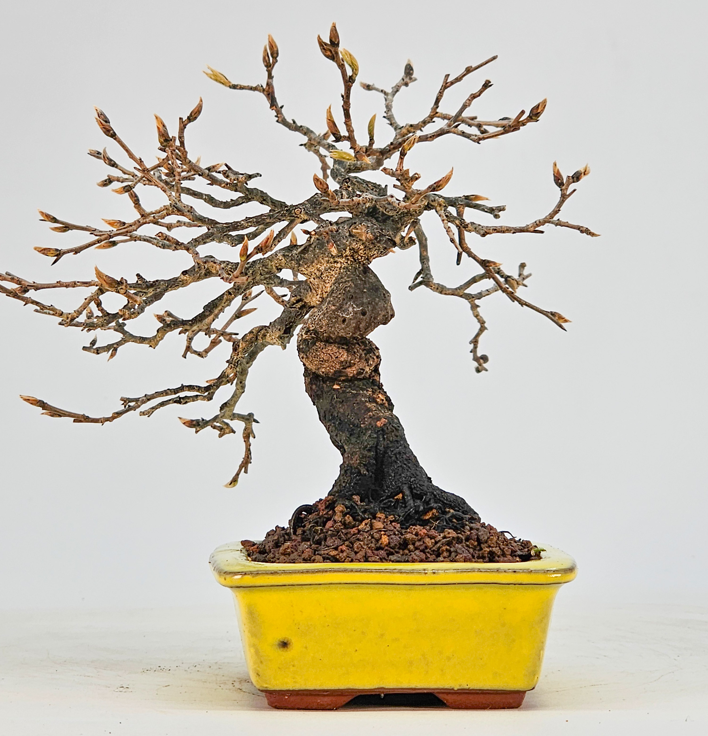 Bonsai Kakipflaume - Diospyros kaki Shohin 16cm