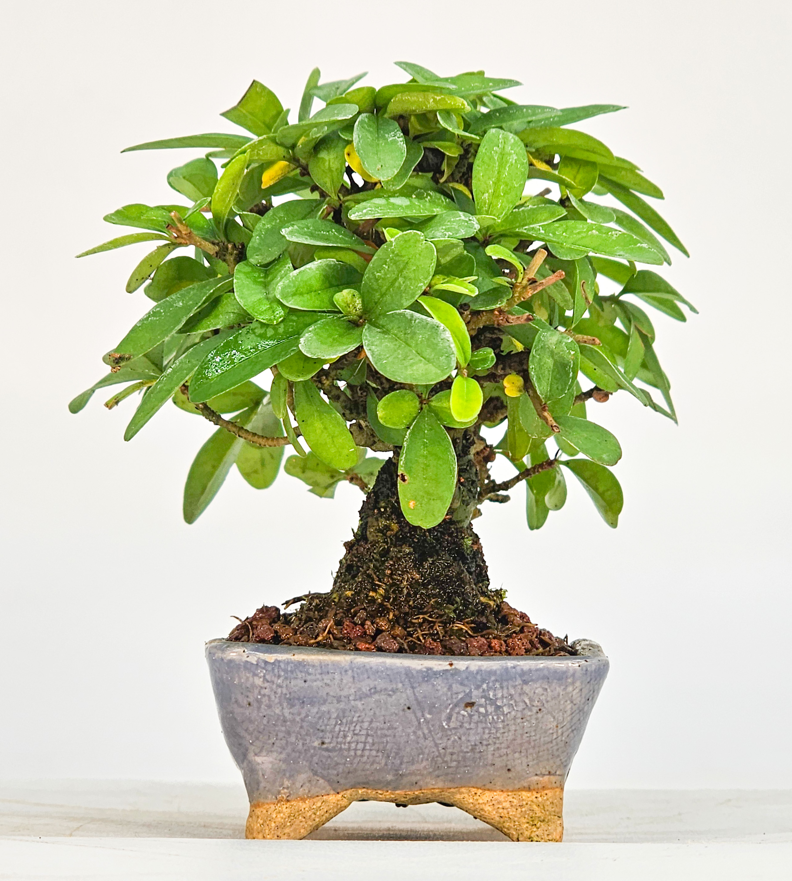 Bonsai Japanischer Liguster - Ligustrum japonicum Shohin 8cm