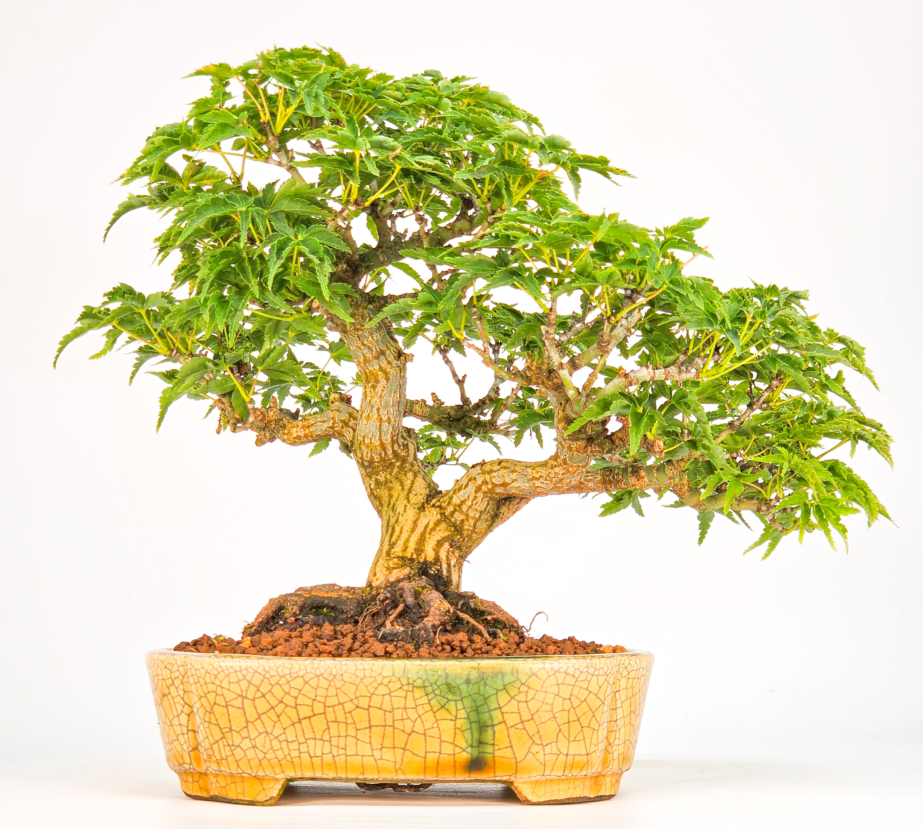Bonsai Premium Löwenkopfahorn- Acer palmatum Shishigashira Shohin 16cm Video!!
