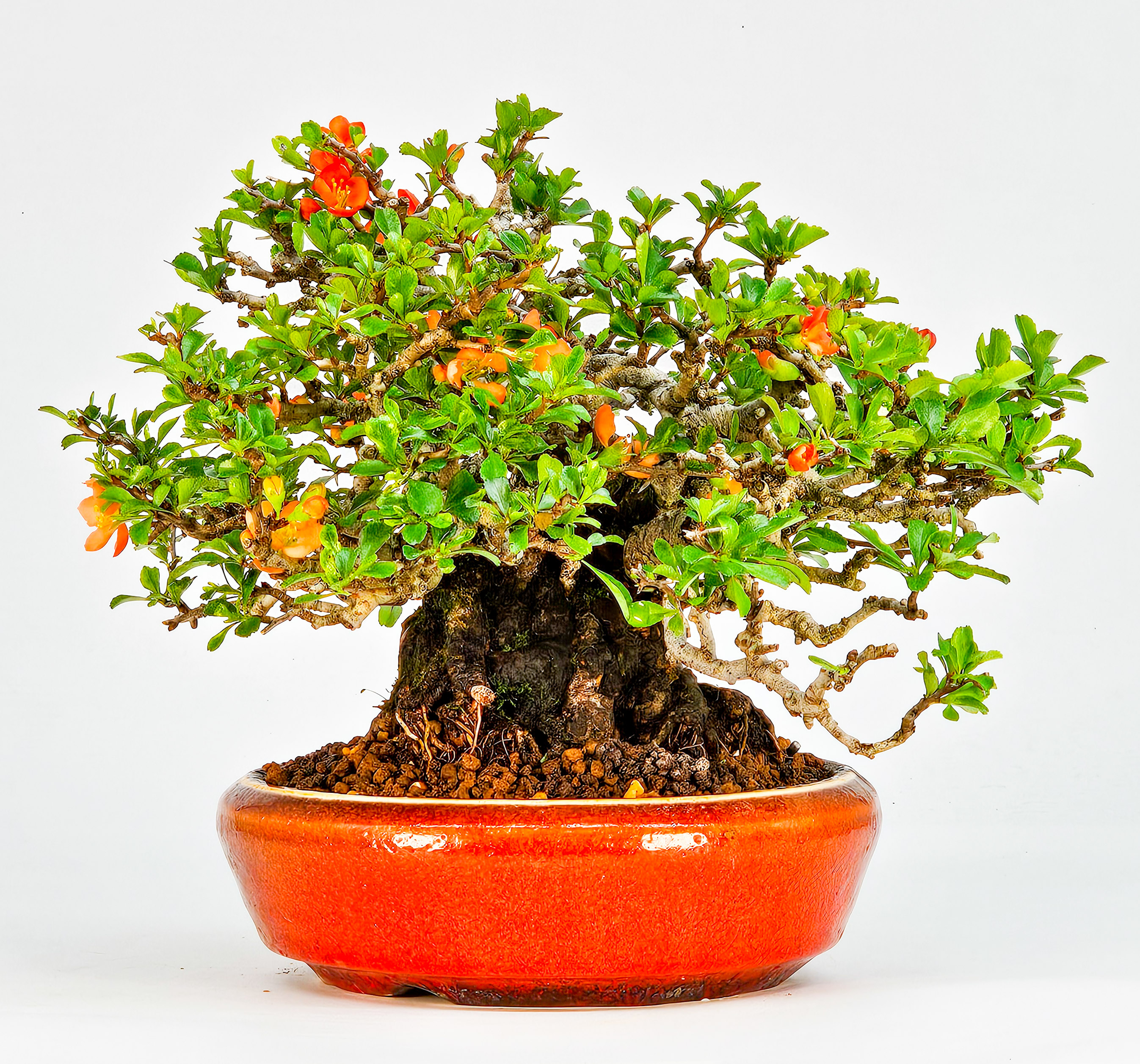 Bonsai Zierquitte - Chaenomeles - Chojubai Shohin 16cm 