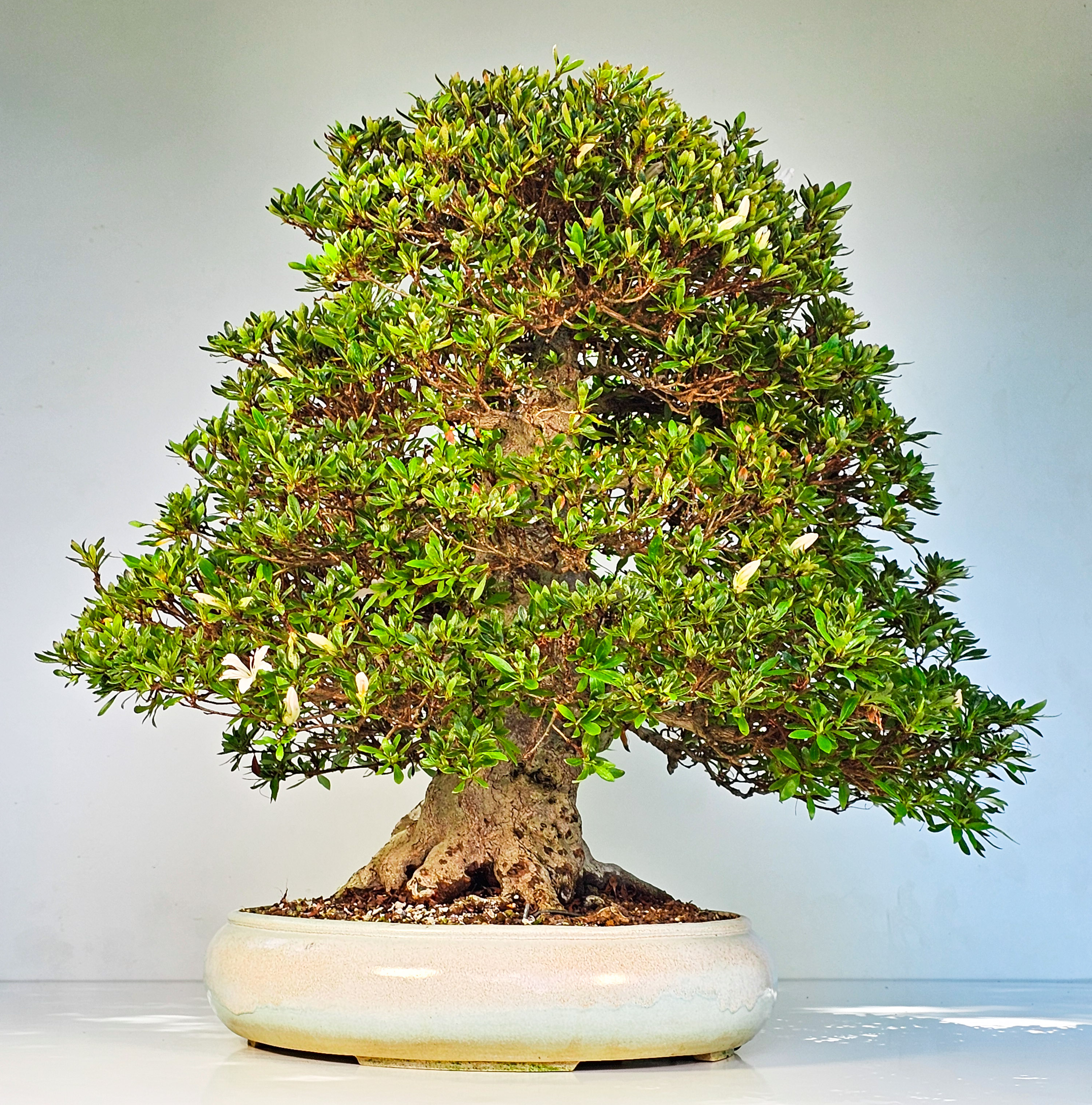 Bonsai Azalee Rhododendron indicum -Kozan- 55cm Bonsai Azalee Rhododendron indicum -Kozan- 55cm