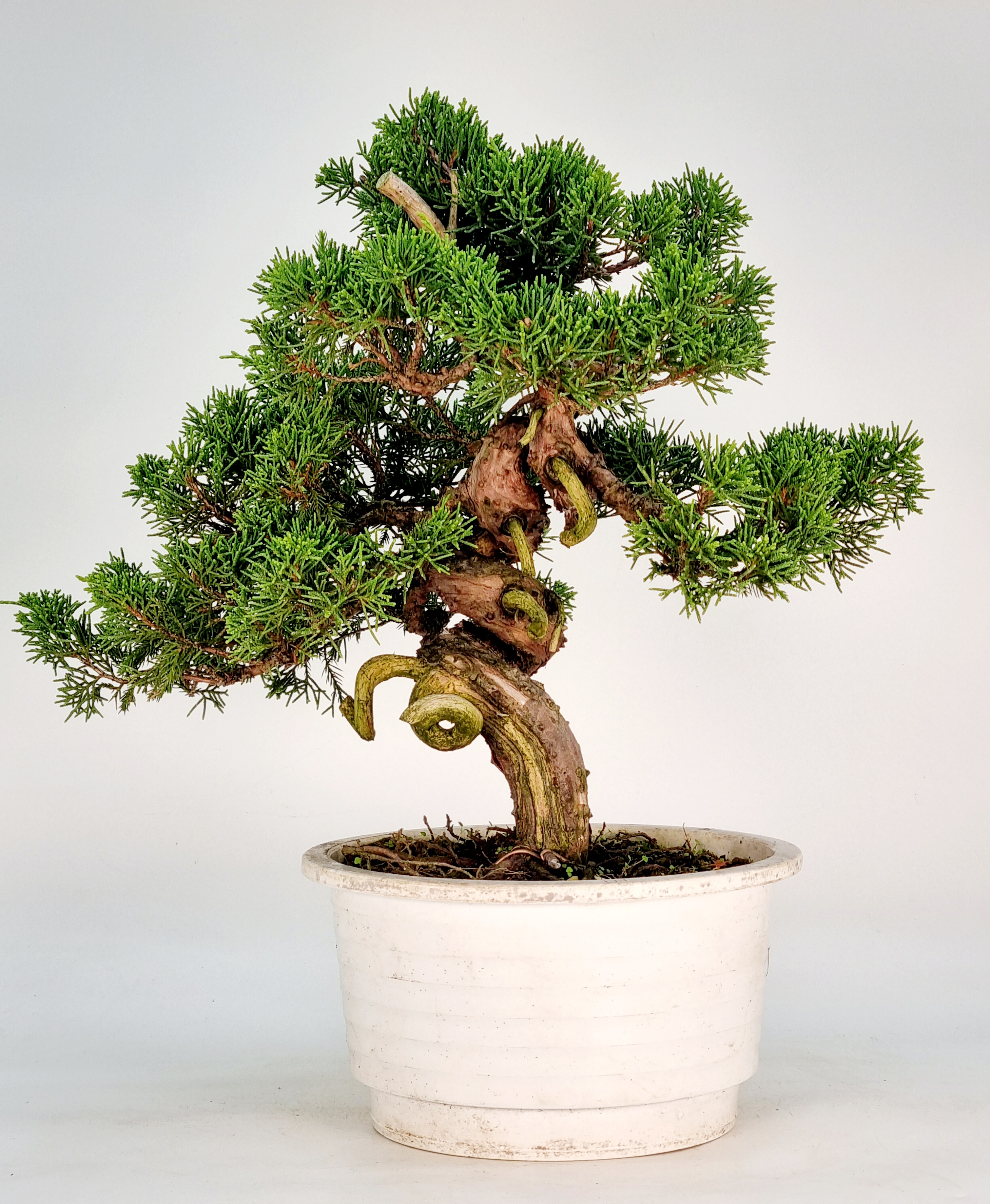 Bonsai Wacholder Juniperus Itoigawa 29cm 