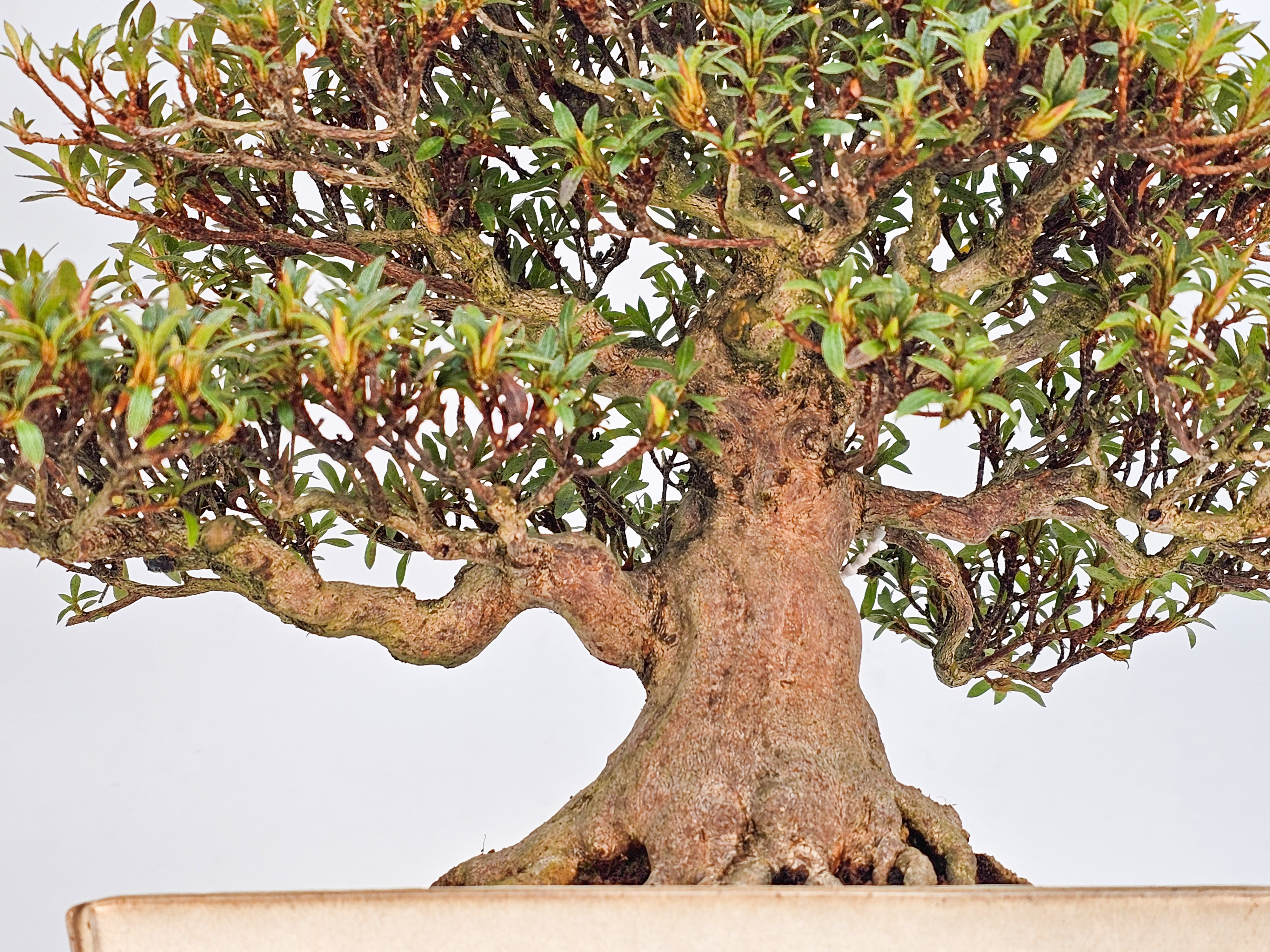 Bonsai Azalee - Rhododendron indicum - Hikorin 24cm