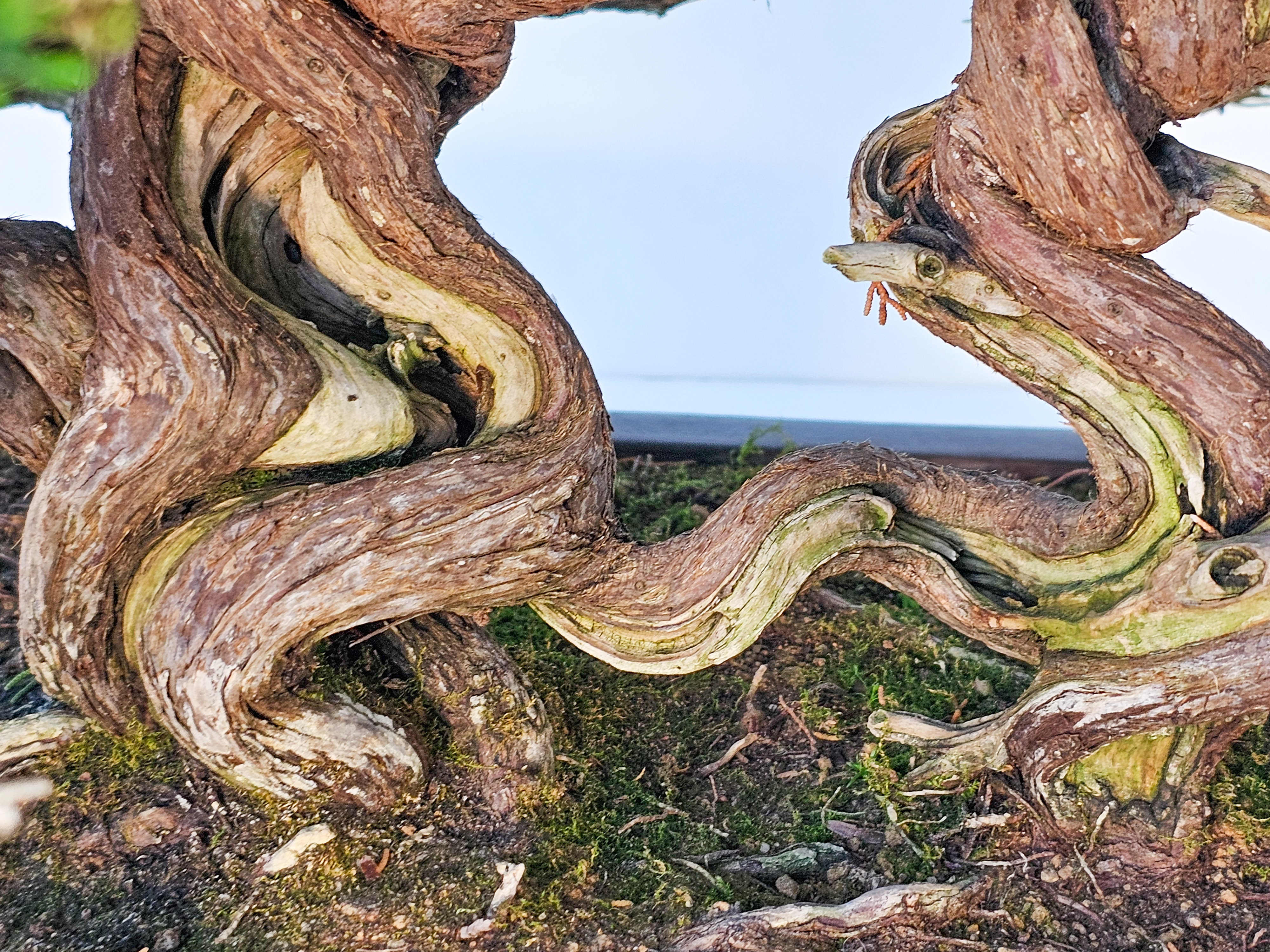 Bonsai Wacholder Juniperus chinensis shimpaku 39 cm Bonsai Wacholder Juniperus chinensis shimpaku 39 cm