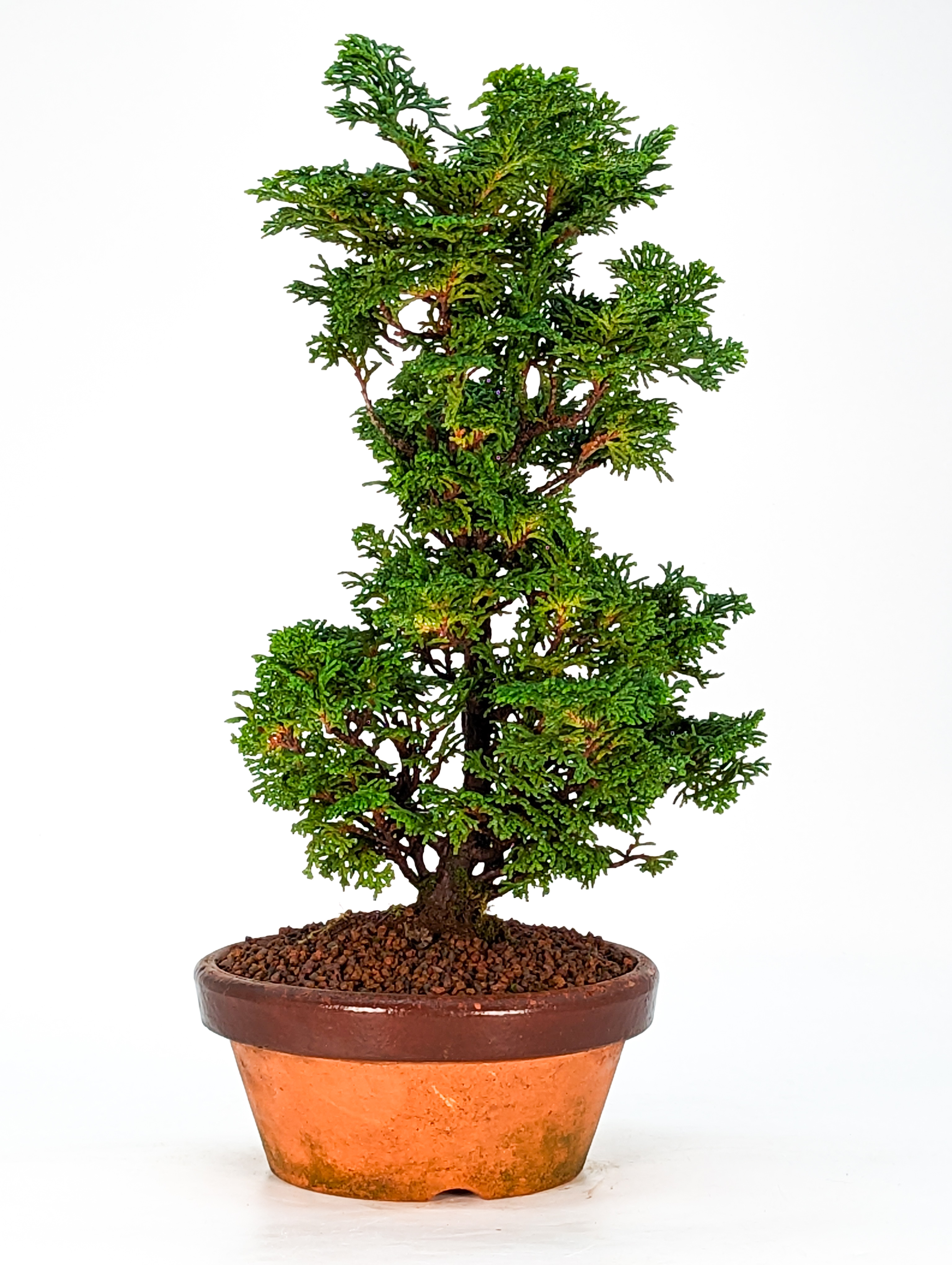 Bonsai Hinoki Scheinzypresse - chamaecyparis obtusa 30cm