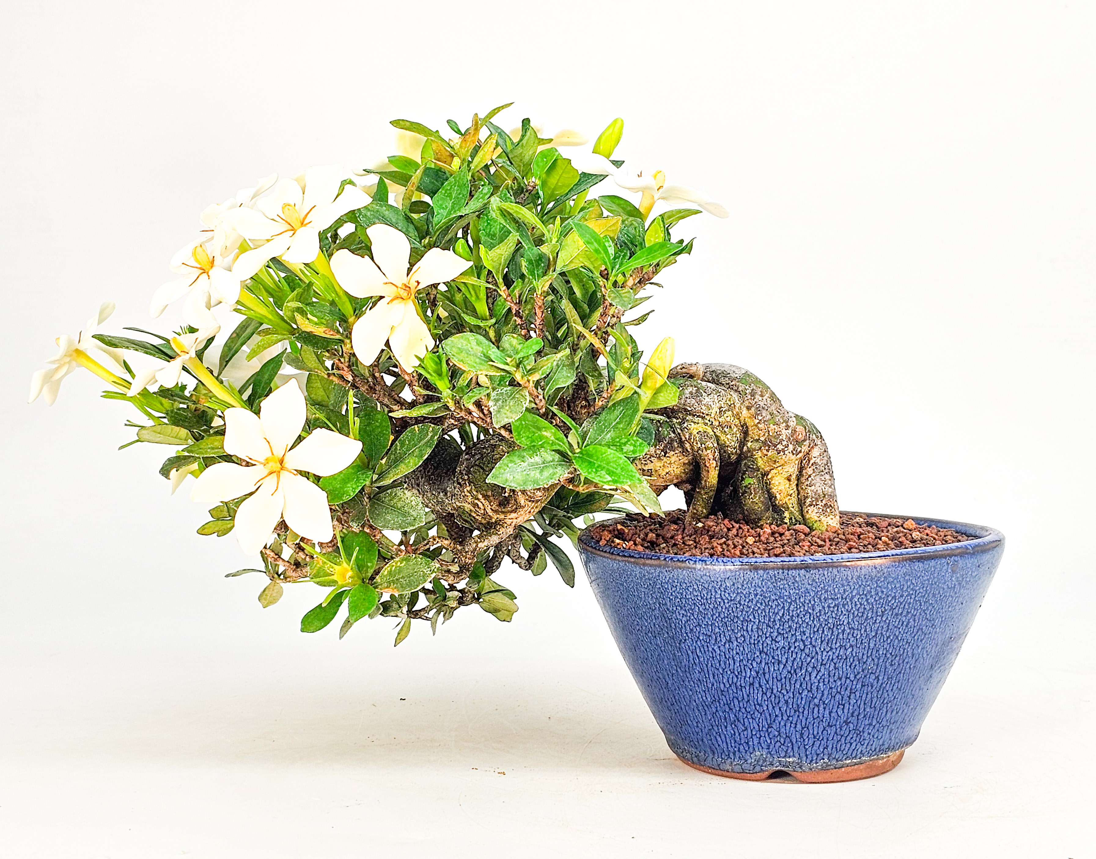Bonsai Gardenia jasminoides Shohin 18cm