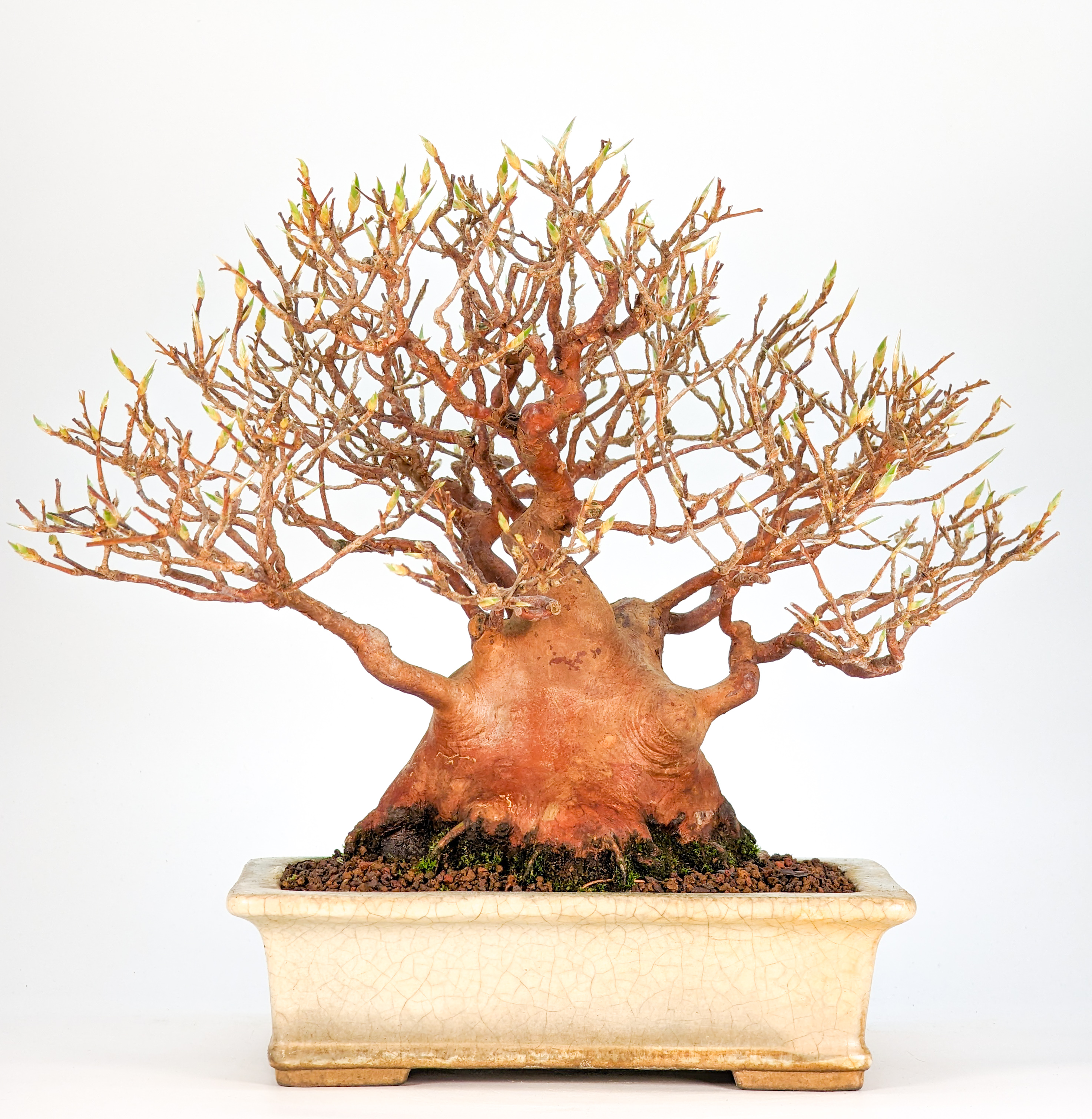 Bonsai Scheinkamelie - Stewartie 24cm Bonsai Scheinkamelie - Stewartie 24cm