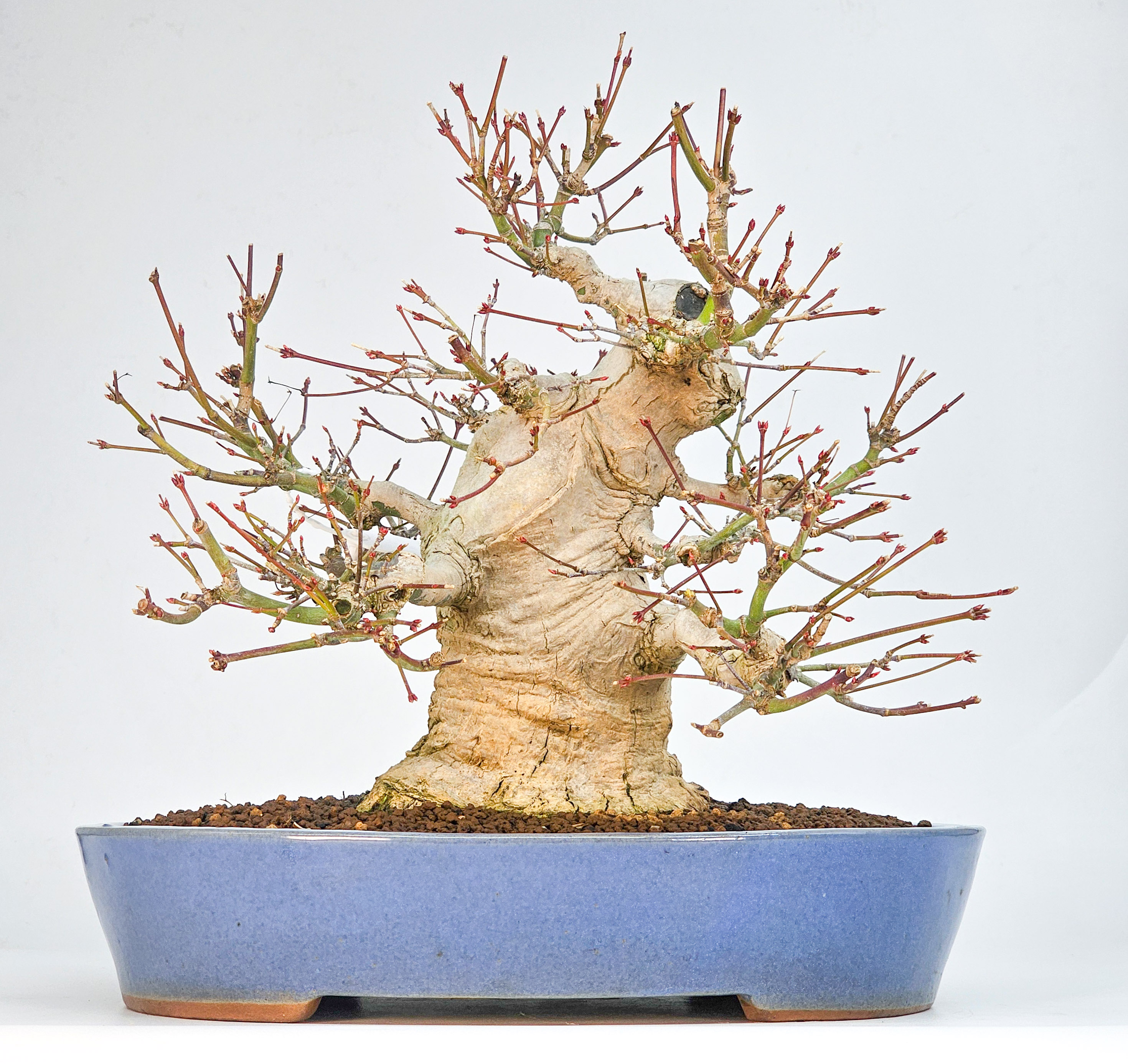 Bonsai Premium Fächerahorn - Acer palmatum 27cm