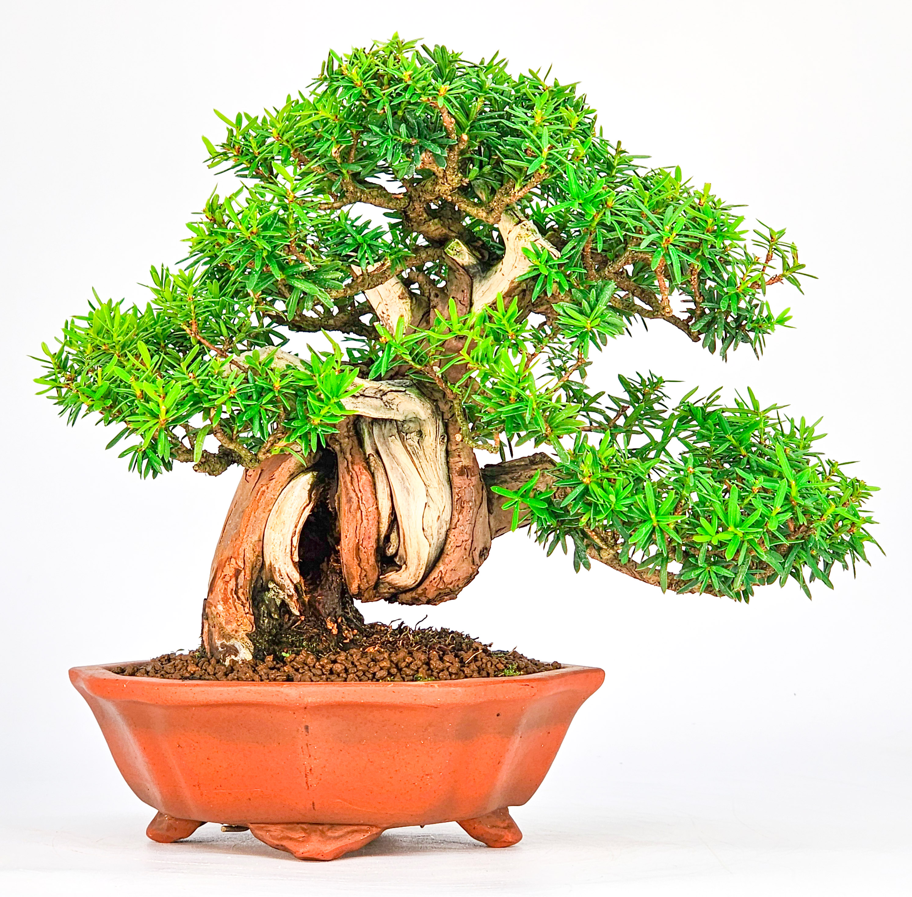 Bonsai Premium Eibe - Taxus Shohin 19cm