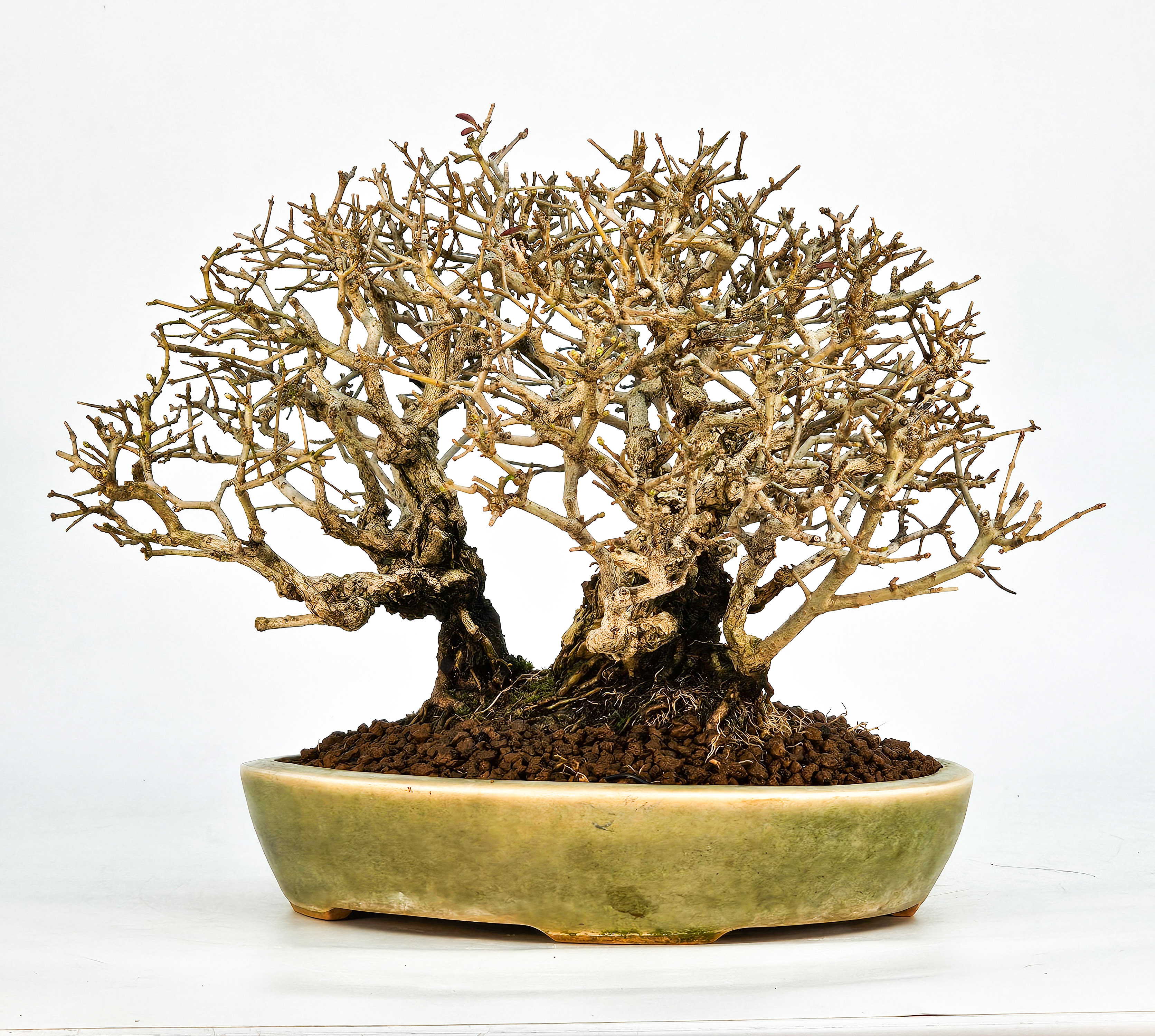 Bonsai Shohin Ligustrum 18cm Video!!