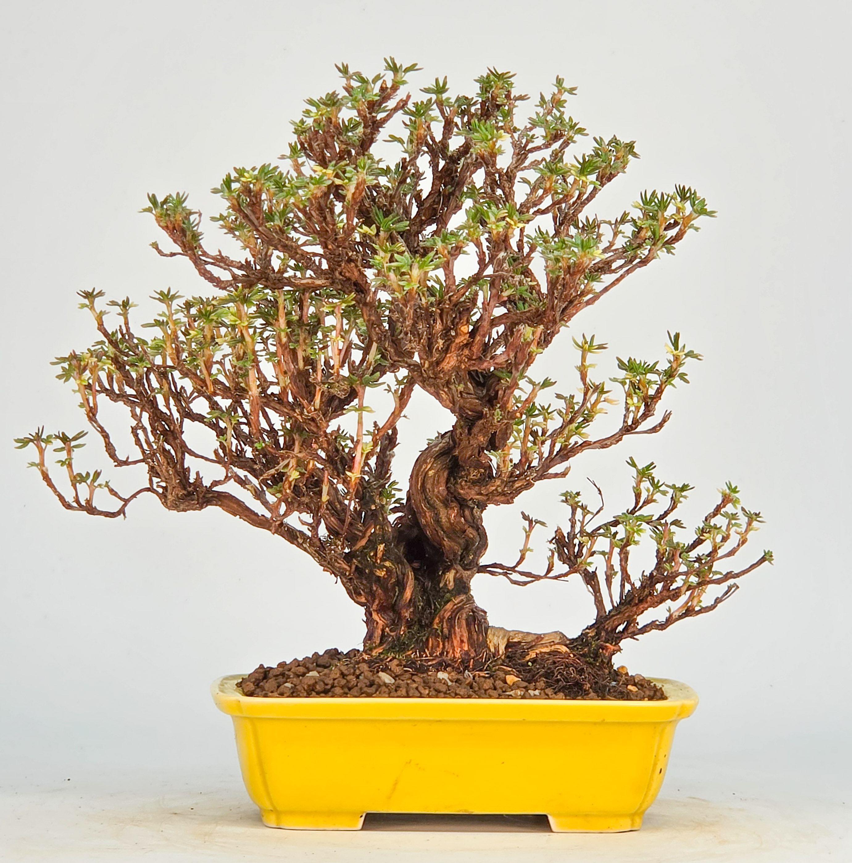 Bonsai Potentilla fruticosa - Fingerstrauch Shohin 18cm Video!!