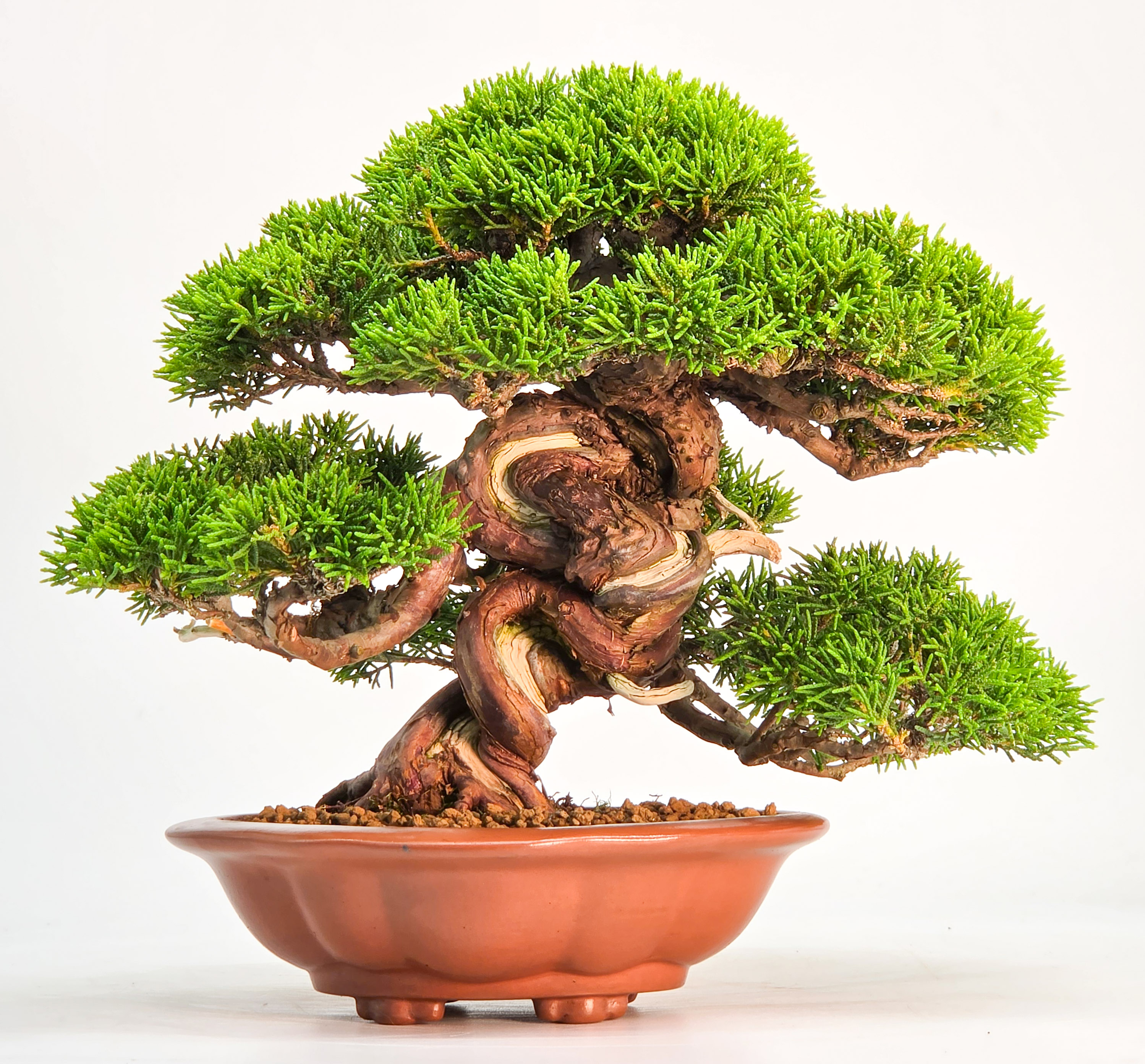 Bonsai Premium Wacholder - Juniperus chinensis Shohin 17cm