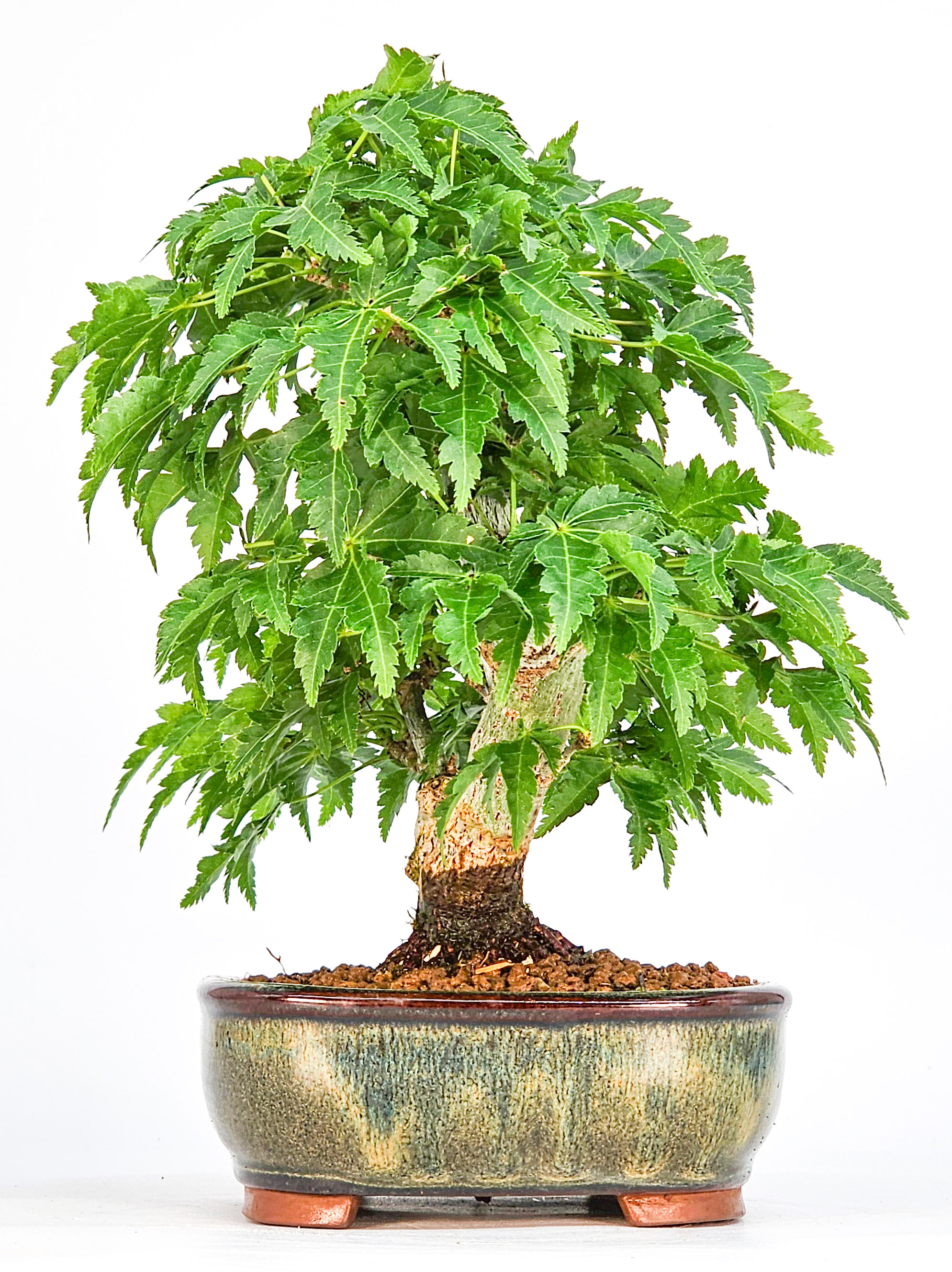 Bonsai Löwenkopfahorn- Acer palmatum Shishigashira Shohin 14cm