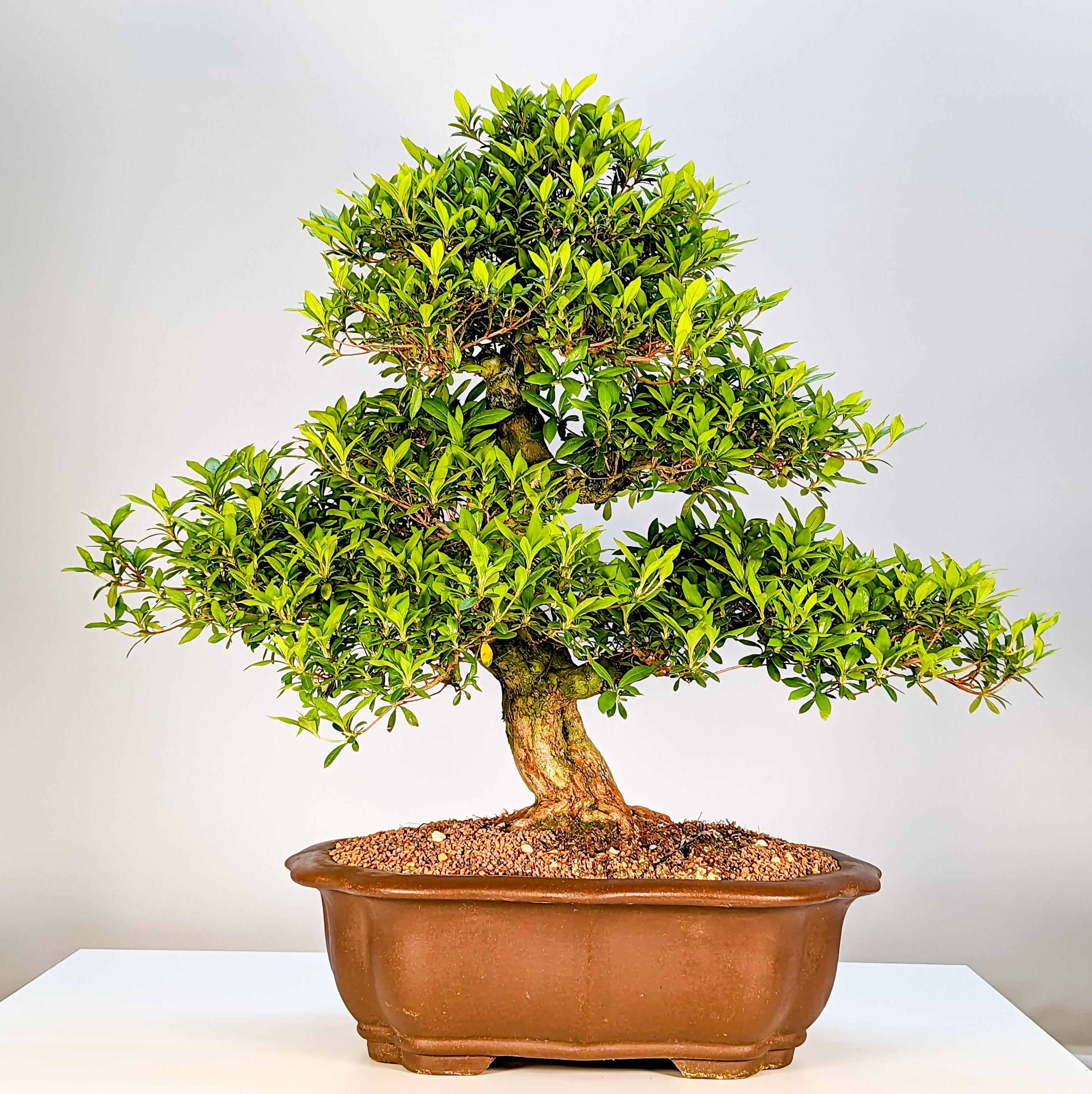 Bonsai Azalee Rhododendron indicum 52cm