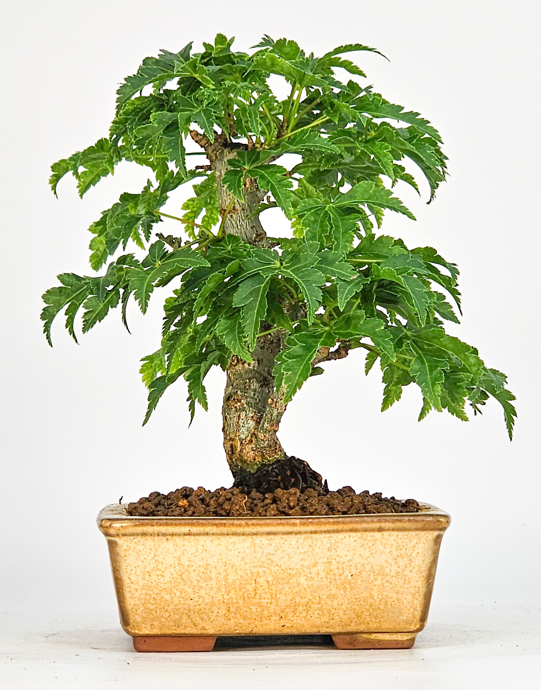 Bonsai Löwenkopfahorn- Acer palmatum Shishigashira Shohin 11cm