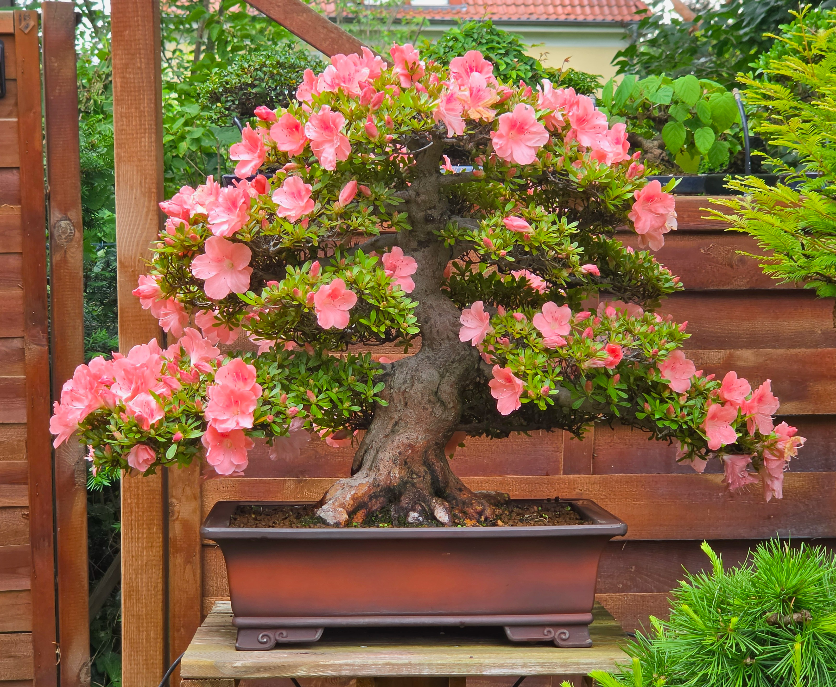 Bonsai Premium Azalee -  Rhododendron indicum wakaebisu 47cm Video!!