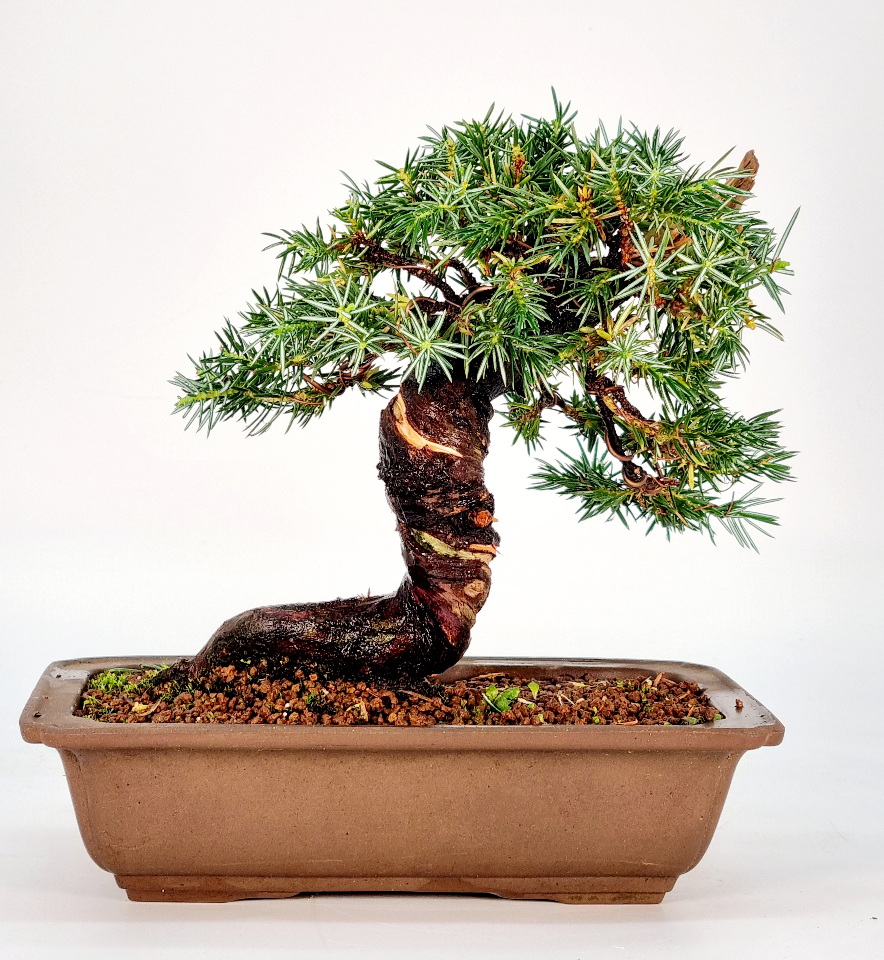 Bonsai Igelwacholder Juniperus Rigida Shohin 16cm 