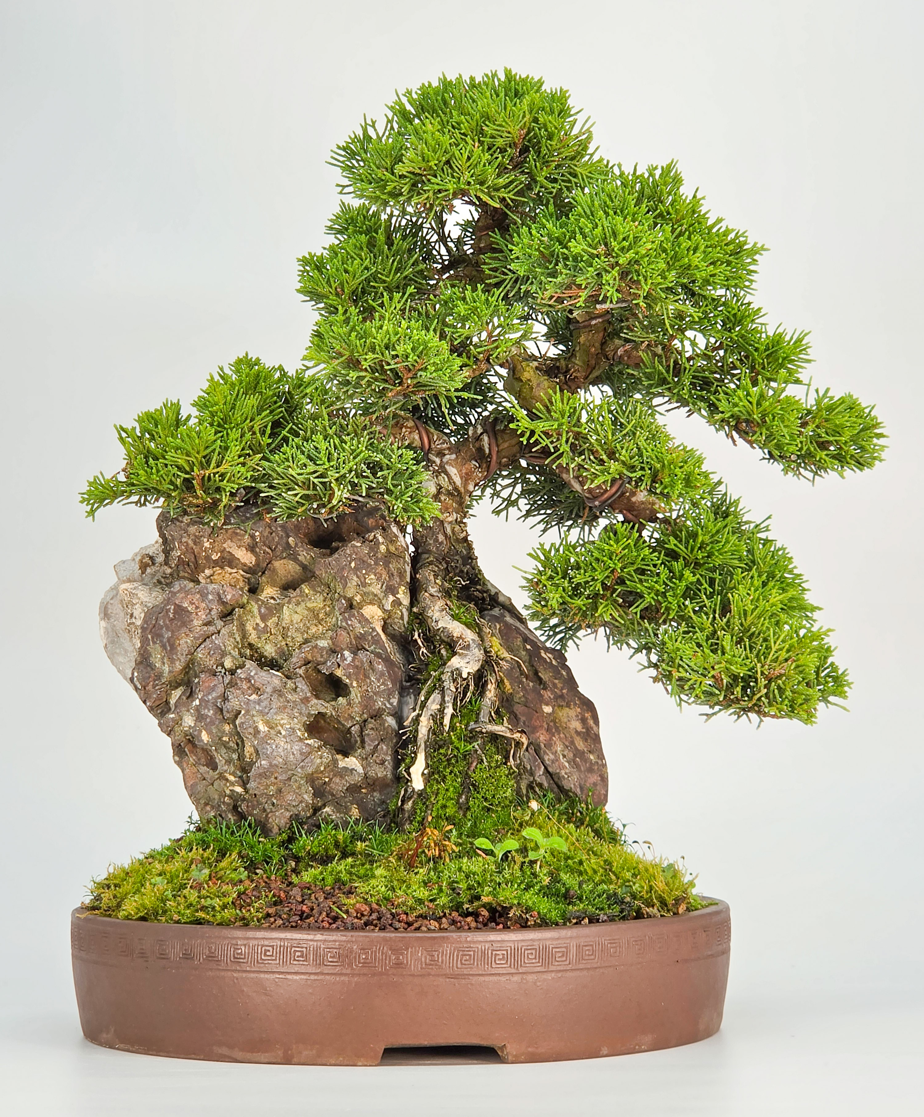 Bonsai Wacholder Juniperus chinensis shimpaku 30,5 cm