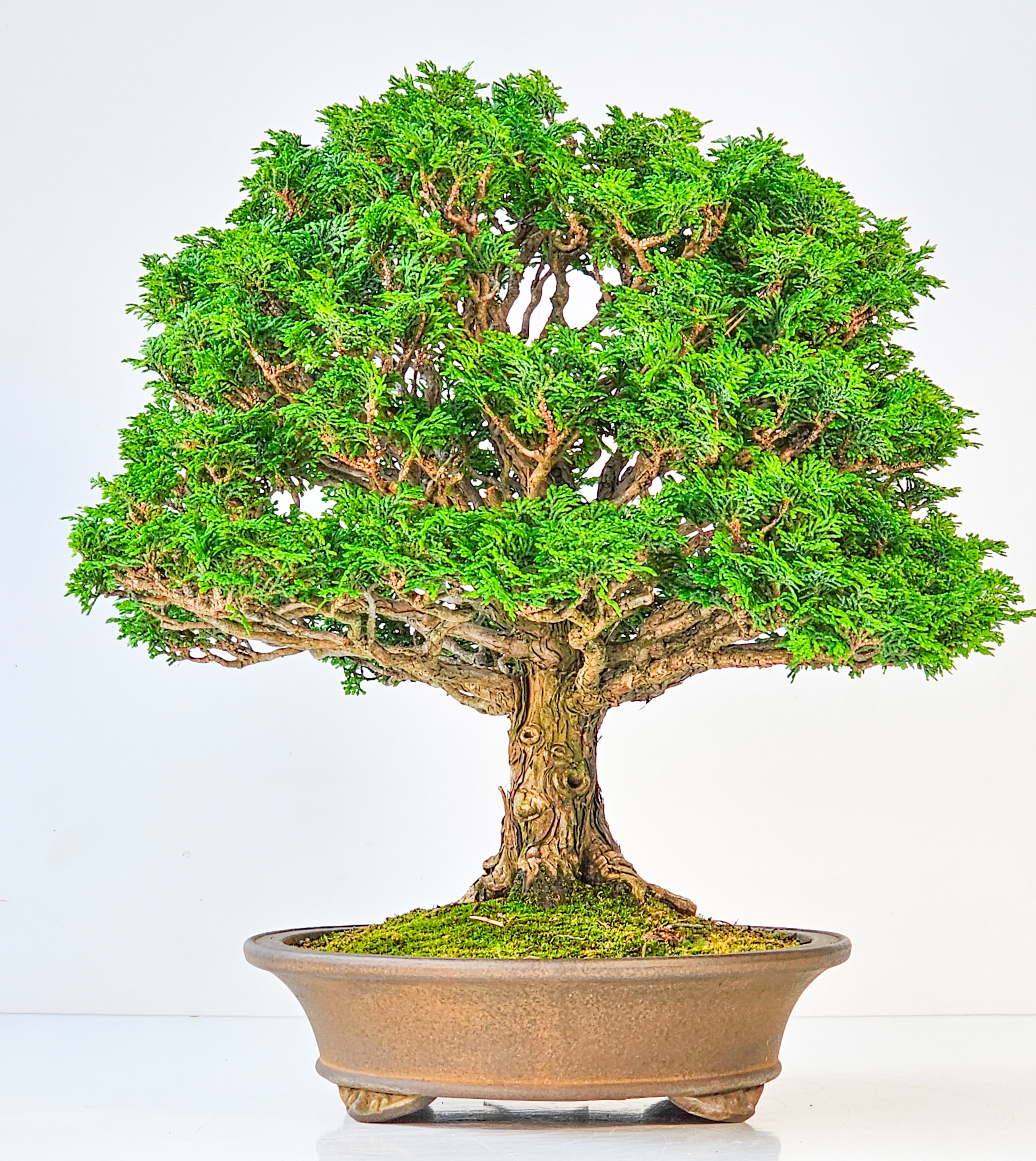 Bonsai Chamaecyparis obtusa 32,5 cm