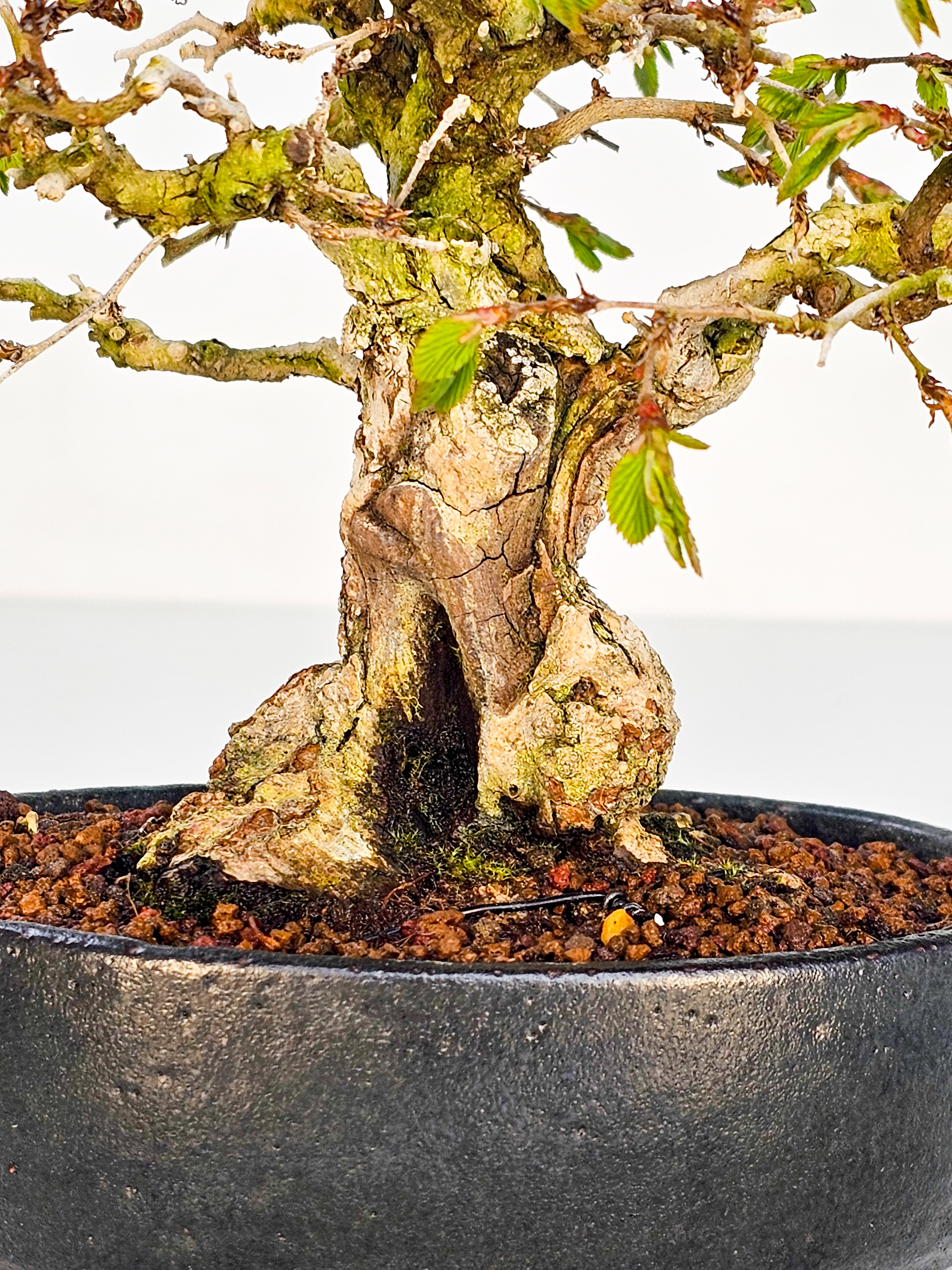 Bonsai Koreanische Hainbuche Carpinus coreana 17cm