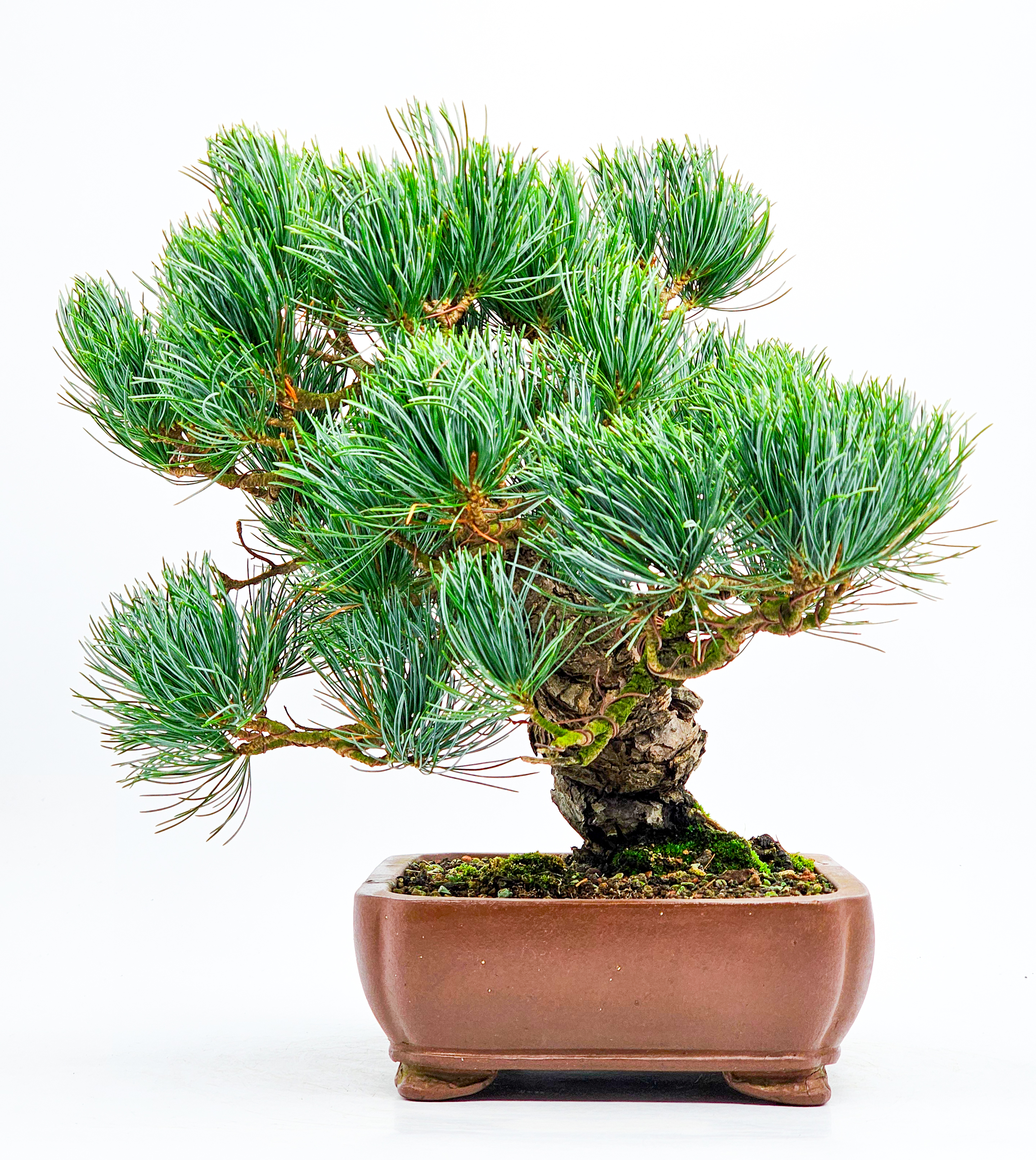 Bonsai Pinus parviflora Mädchenkiefer 27cm
