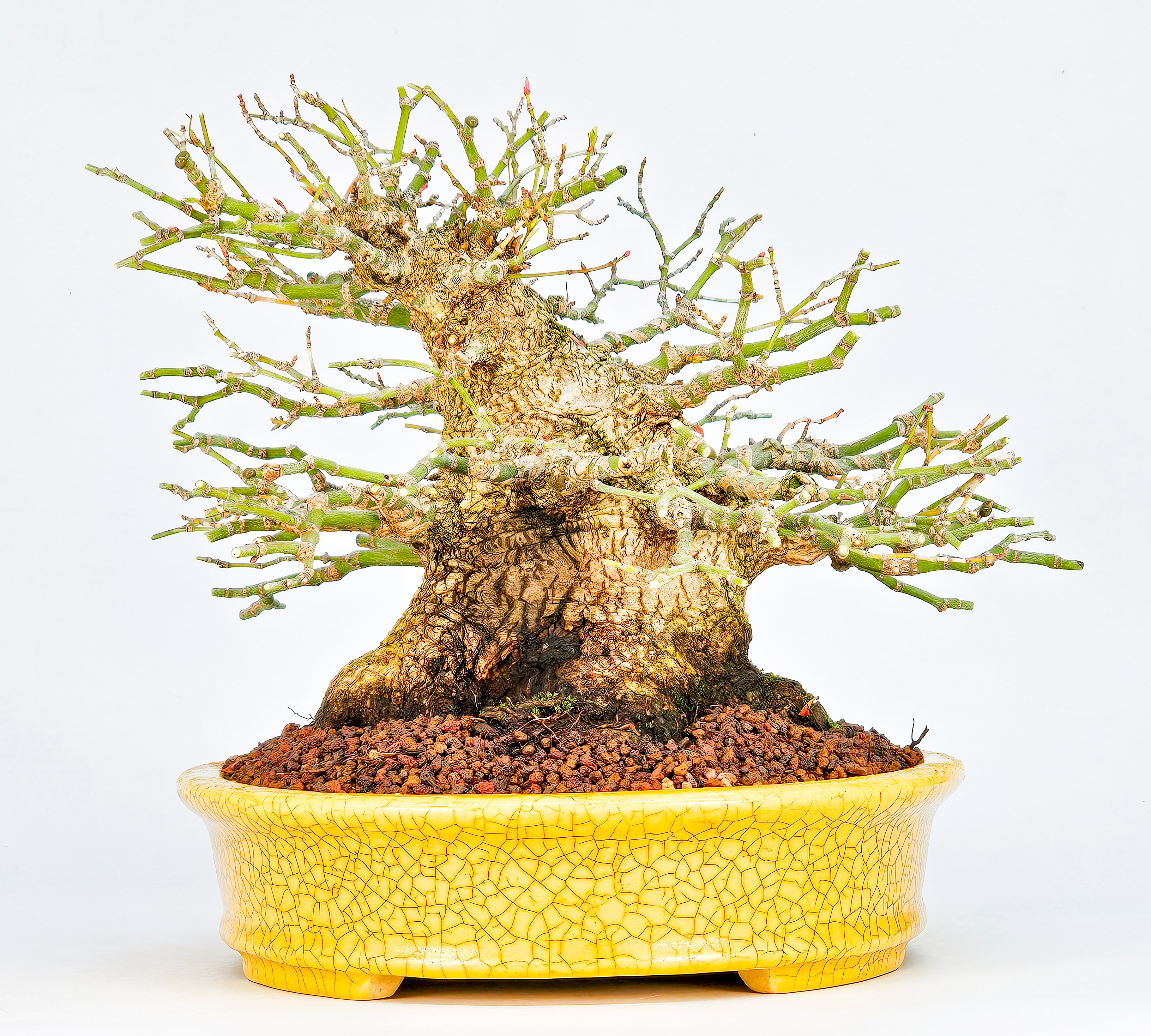 Bonsai Fächerahorn - Acer palmatum Shohin 21cm Video!! Bonsai Fächerahorn - Acer palmatum Shohin 21cm Video!!