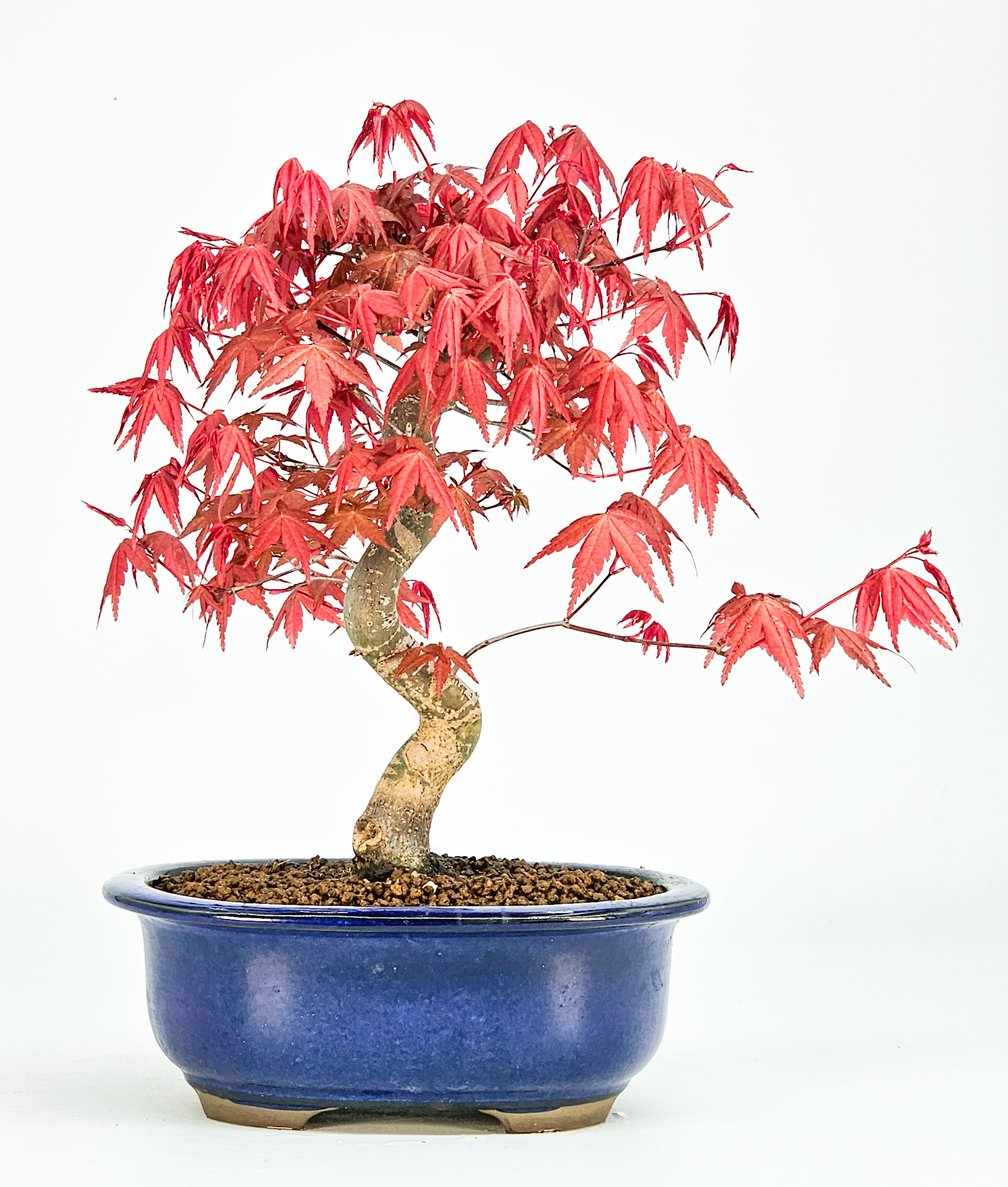 Bonsai Fächerahorn Acer palmatum Deshojo Shohin 21cm  