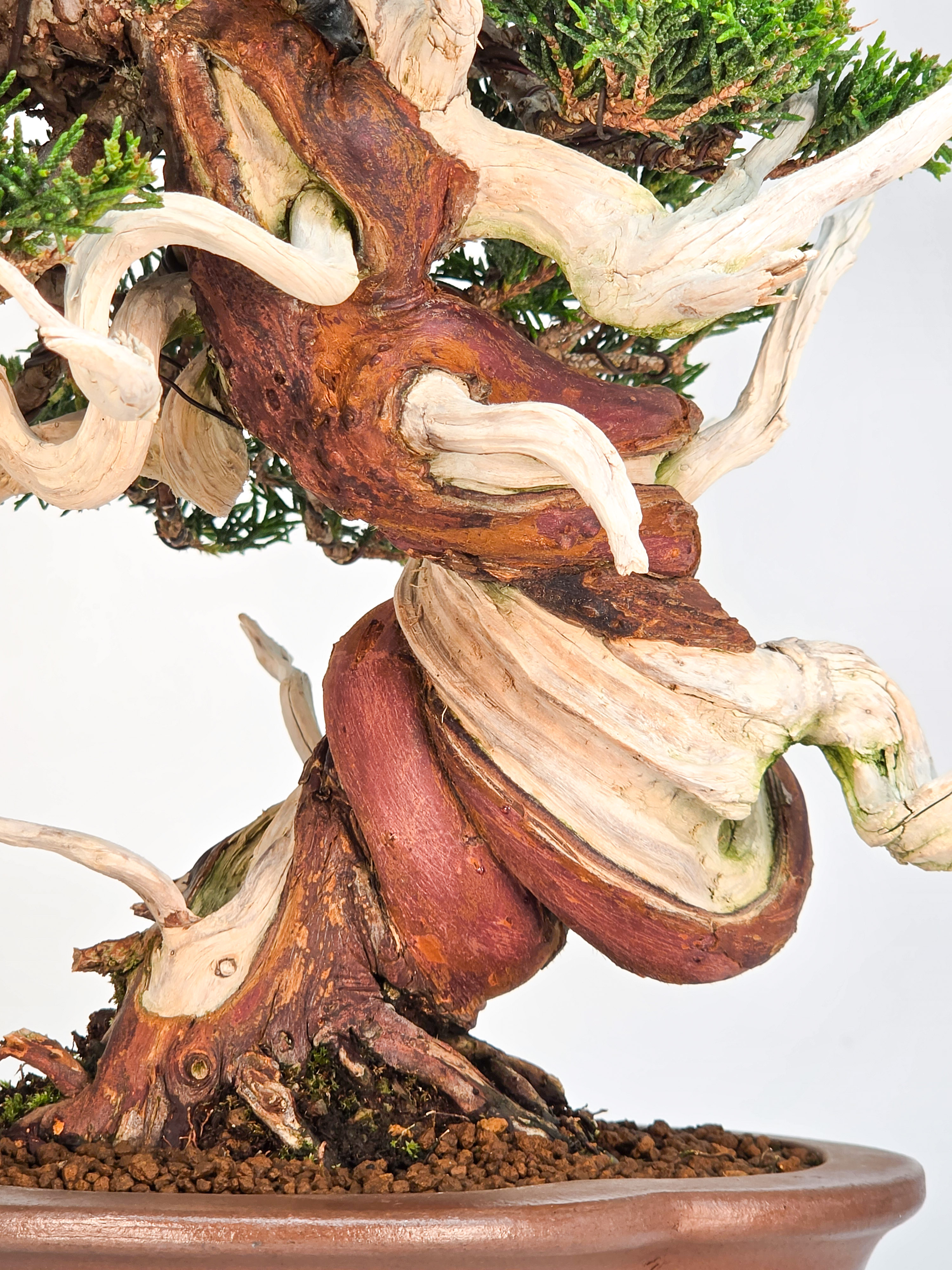 Bonsai Premium Wacholder - Juniperus chinensis 23cm Video!!
