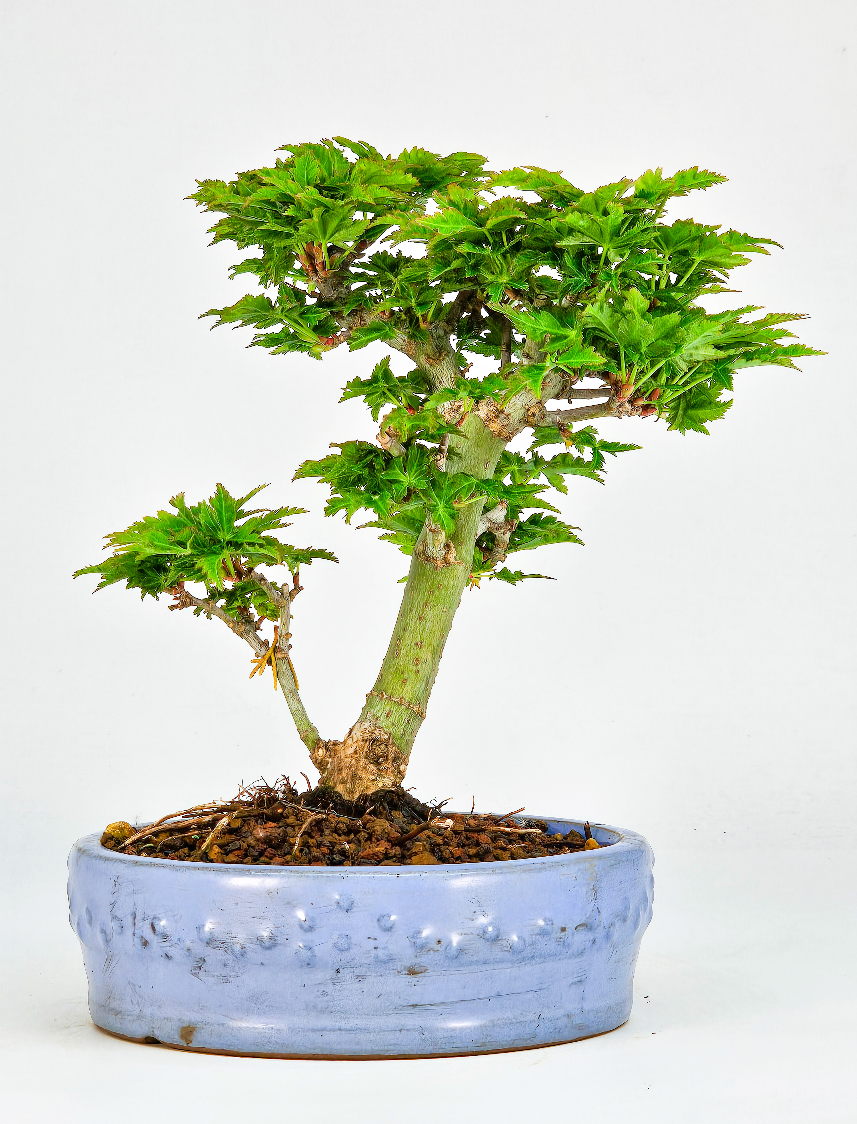 Bonsai Löwenkopfahorn- Acer palmatum Shishigashira Shohin 14cm