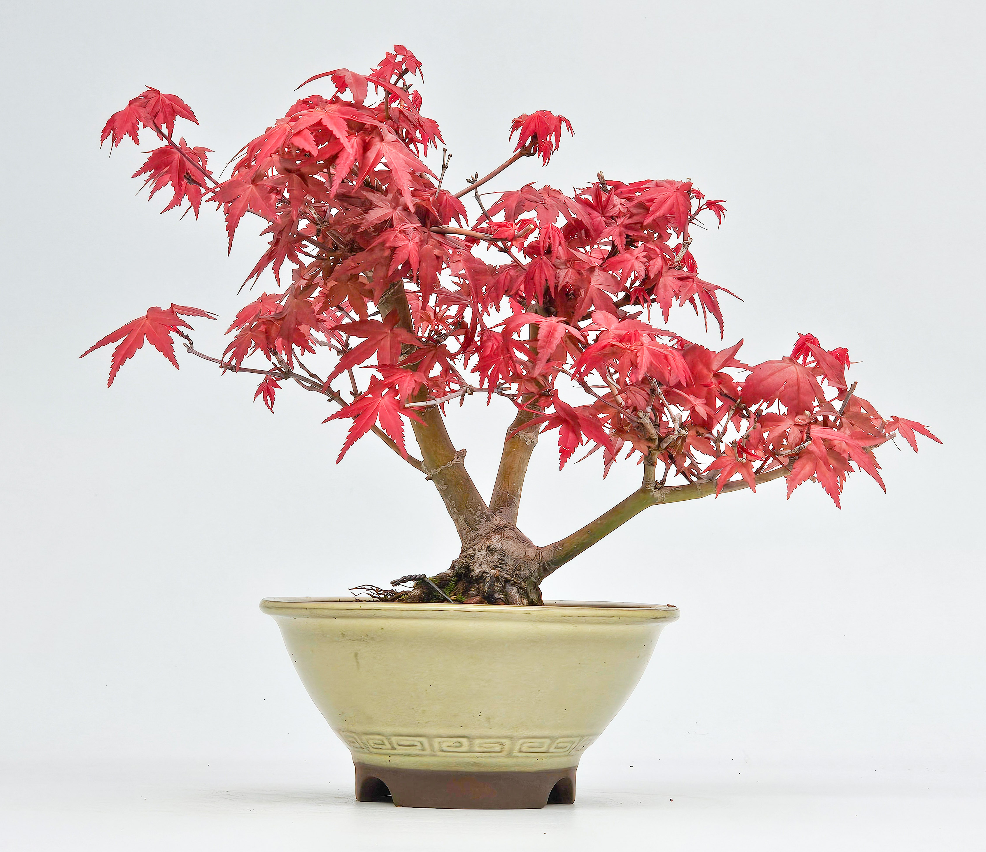 Bonsai Fächerahorn - Acer palmatum Deshojo Shohin 16cm