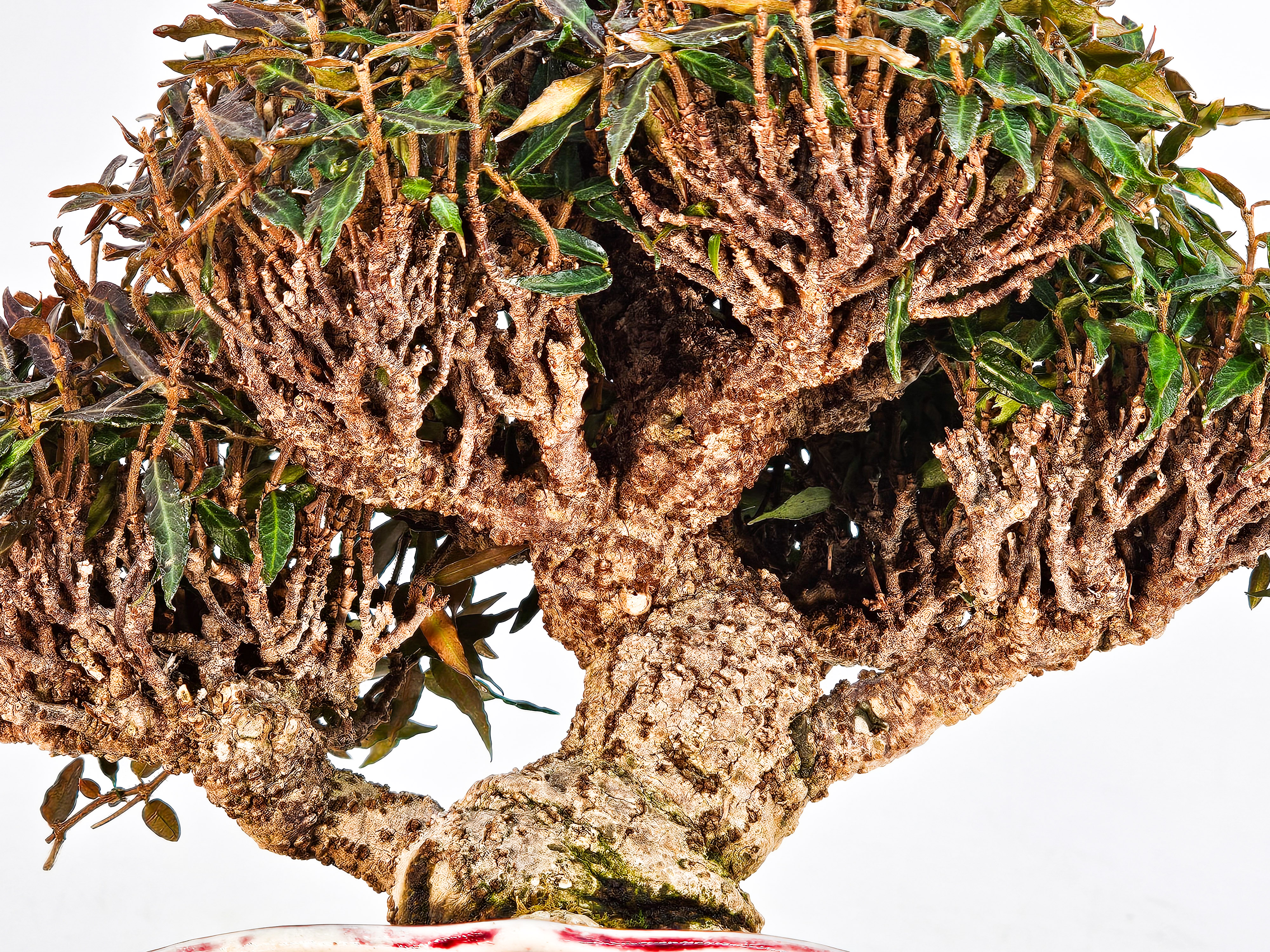 Bonsai Sternjasmin - Trachelospermum asiaticum Shohin 16cm - Video!!