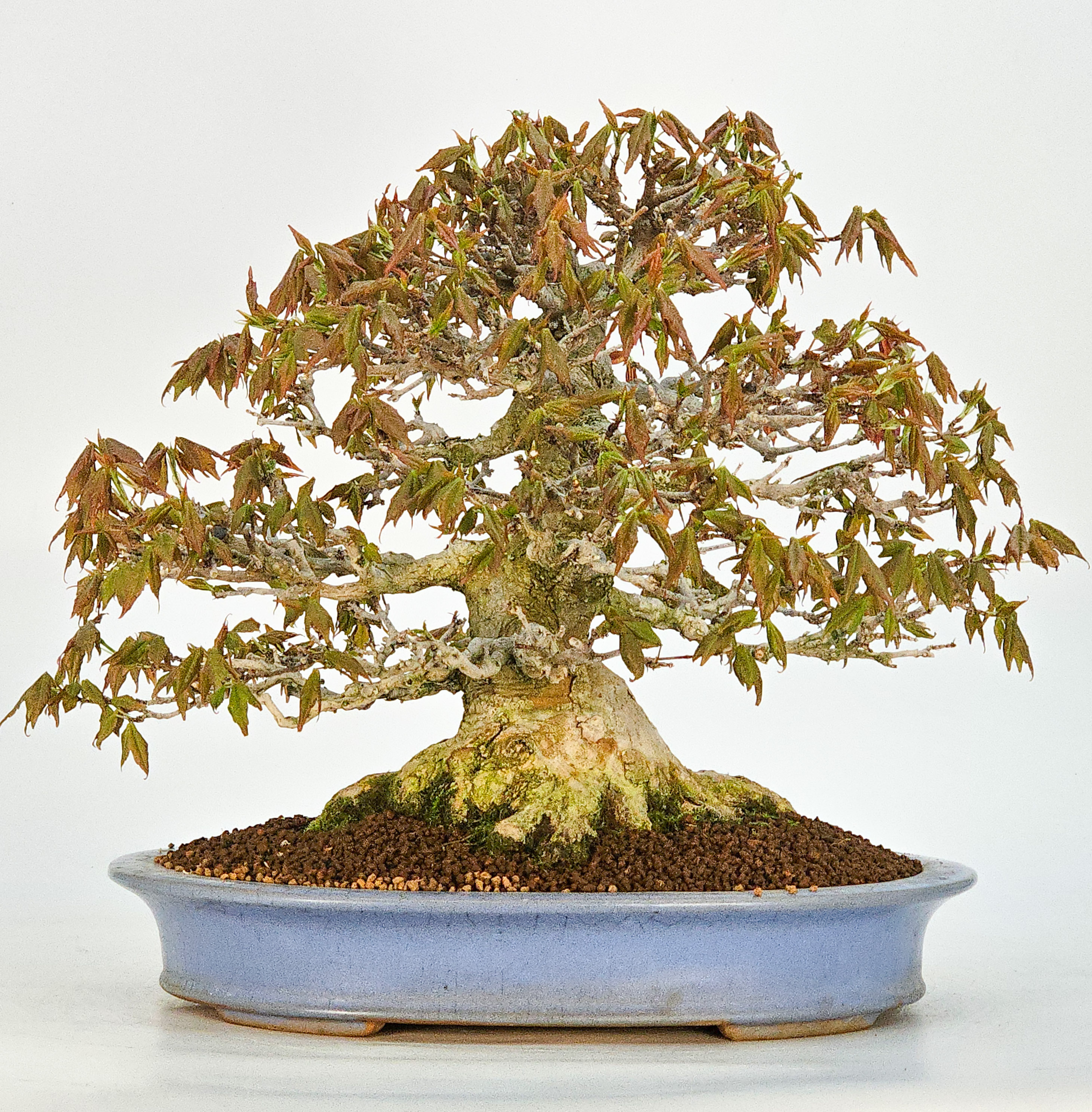 Bonsai Premium Dreispitzahorn - Acer buergerianum Shohin 25cm