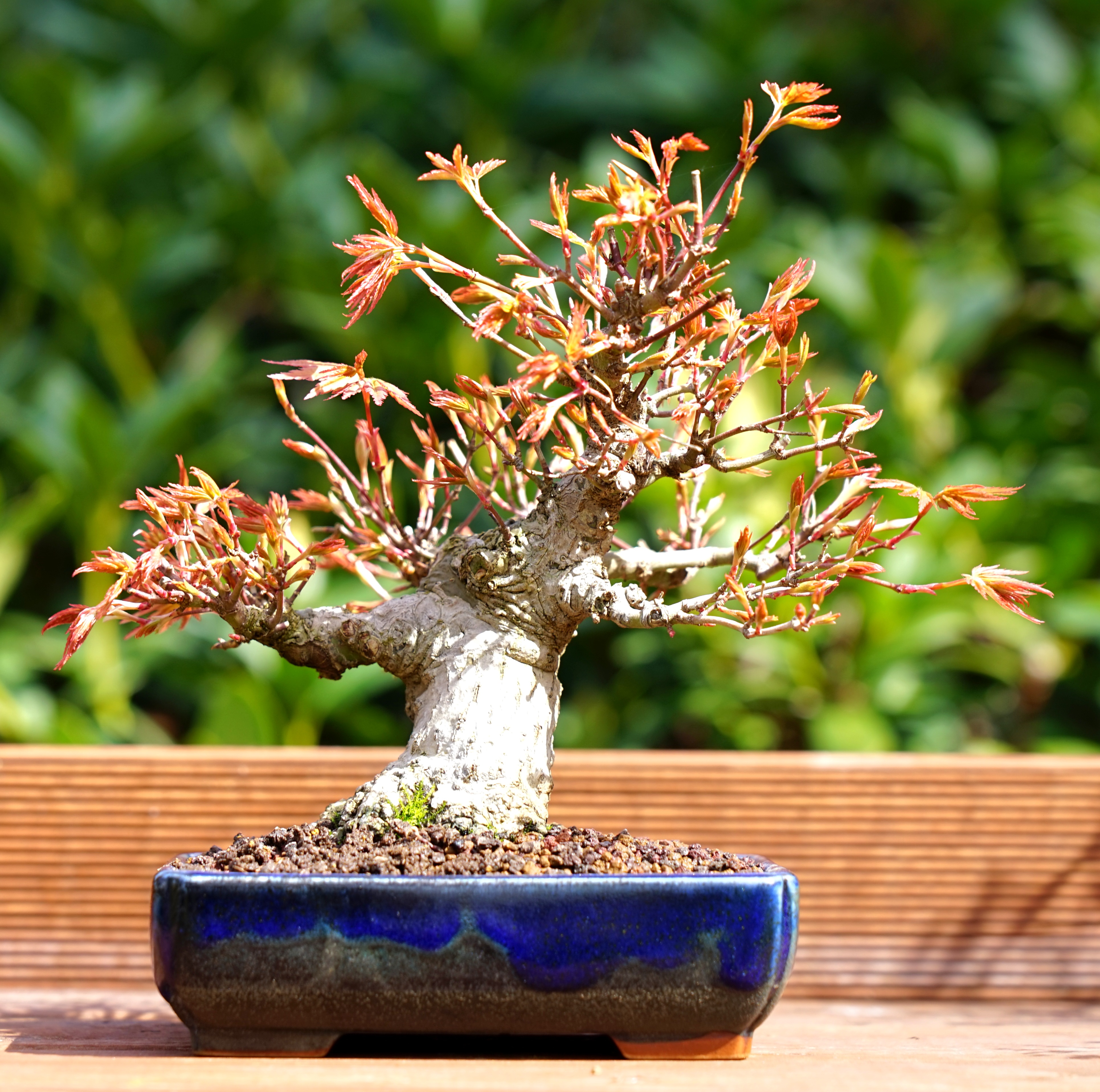 Bonsai Fächerahorn Acer Palmatum Yamamomiji Shohin 16cm 